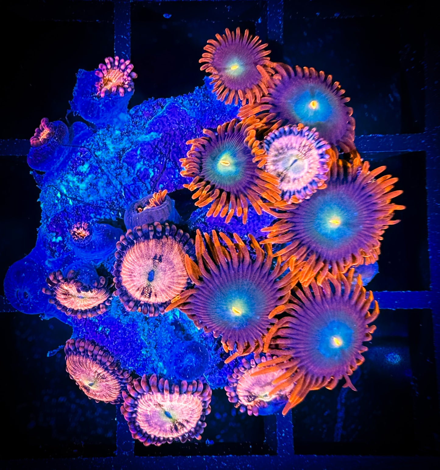 WYSIWYG CB Punk Rockers Zoanthids and Hale Berry Combo 15D3