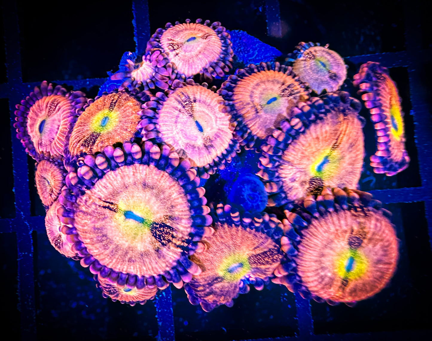 WYSIWYG Alien Antivenom Zoanthids 17D2