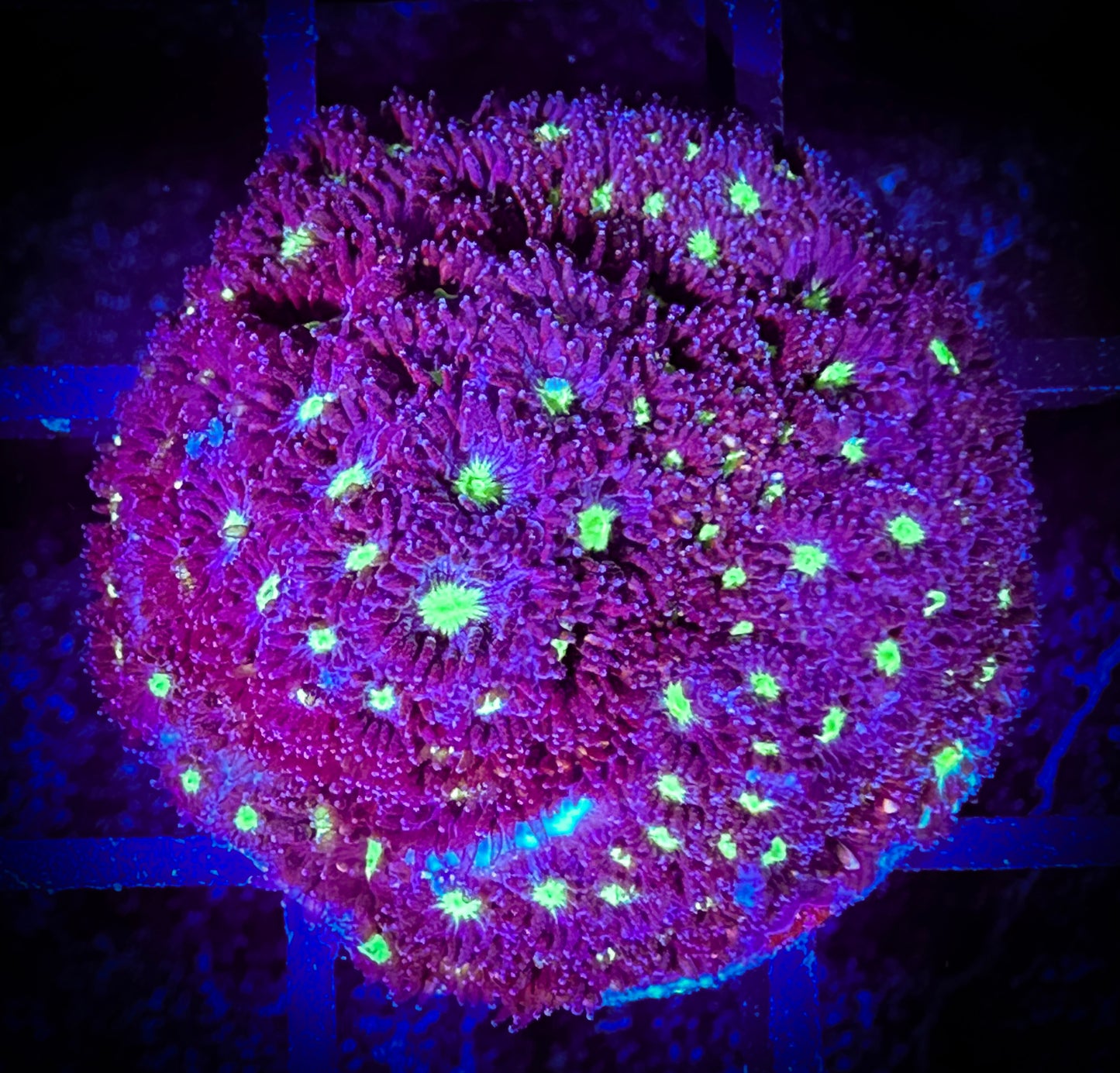 Aurora Blaze Leptastrea