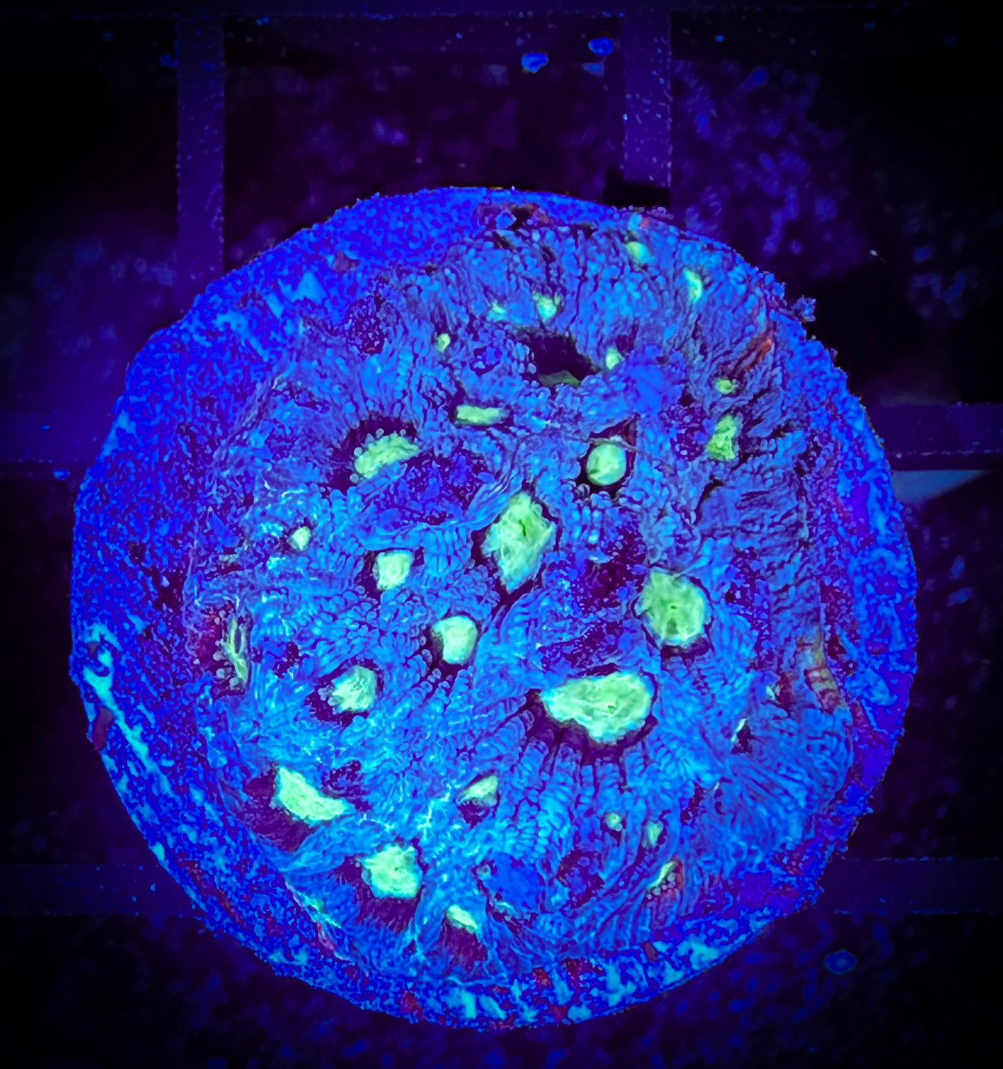 Moon Stone Favia