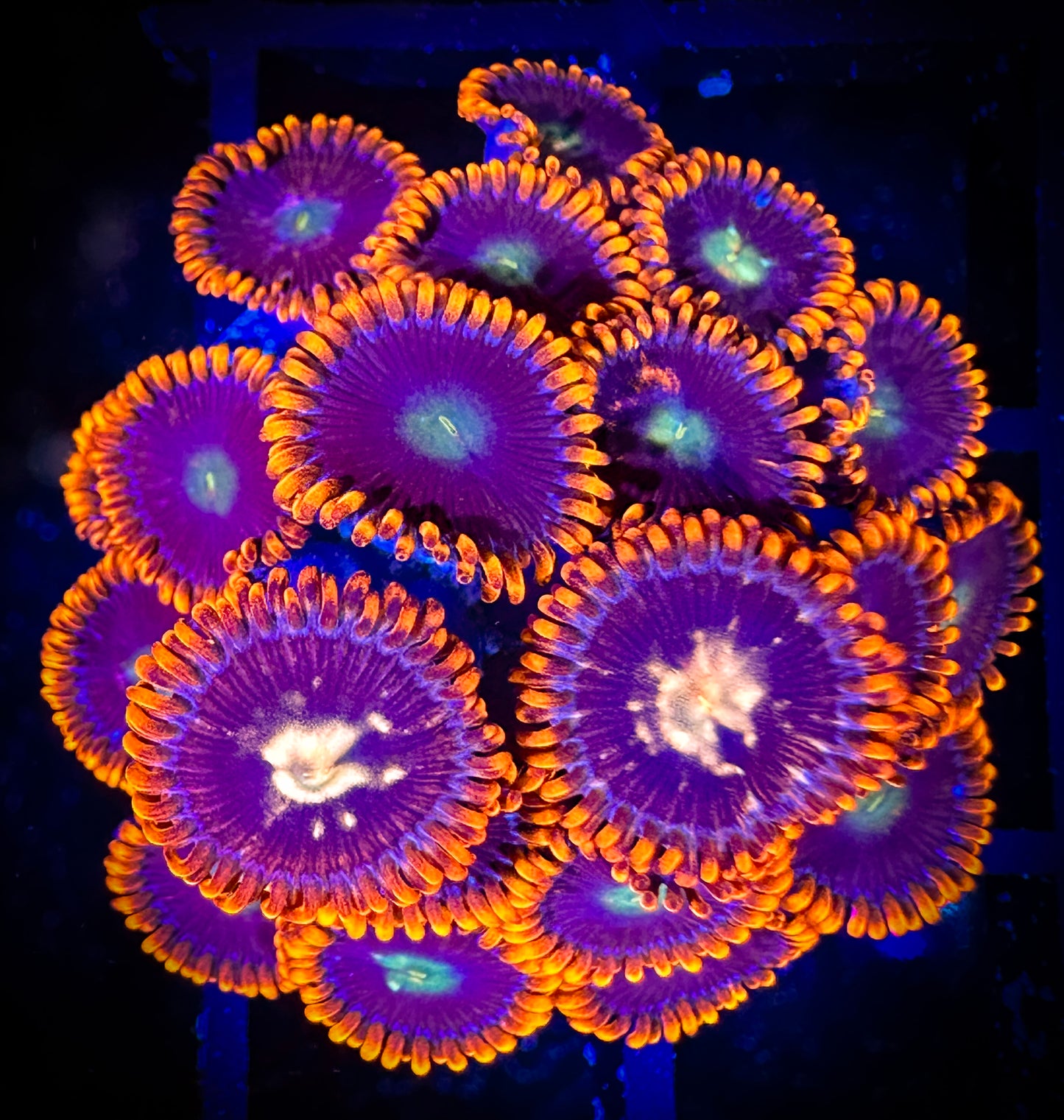 WYSIWYG GC Goldeneye and Confused Fireballs Zoanthids 15F3