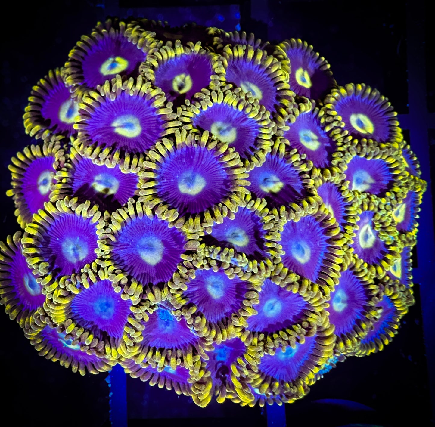 WYSIWYG Blueberry Fields Zoanthids 15F2