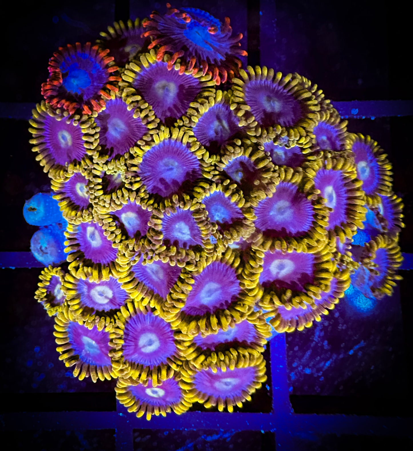 Blueberry Fields Zoanthids