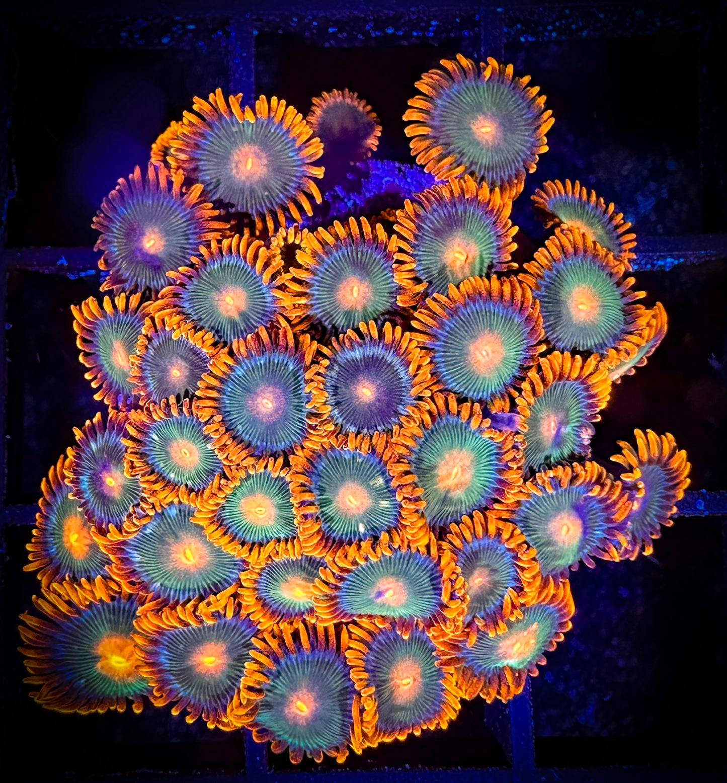 WYSIWYG Cornbread Rockstars Zoanthids Colony 05C4