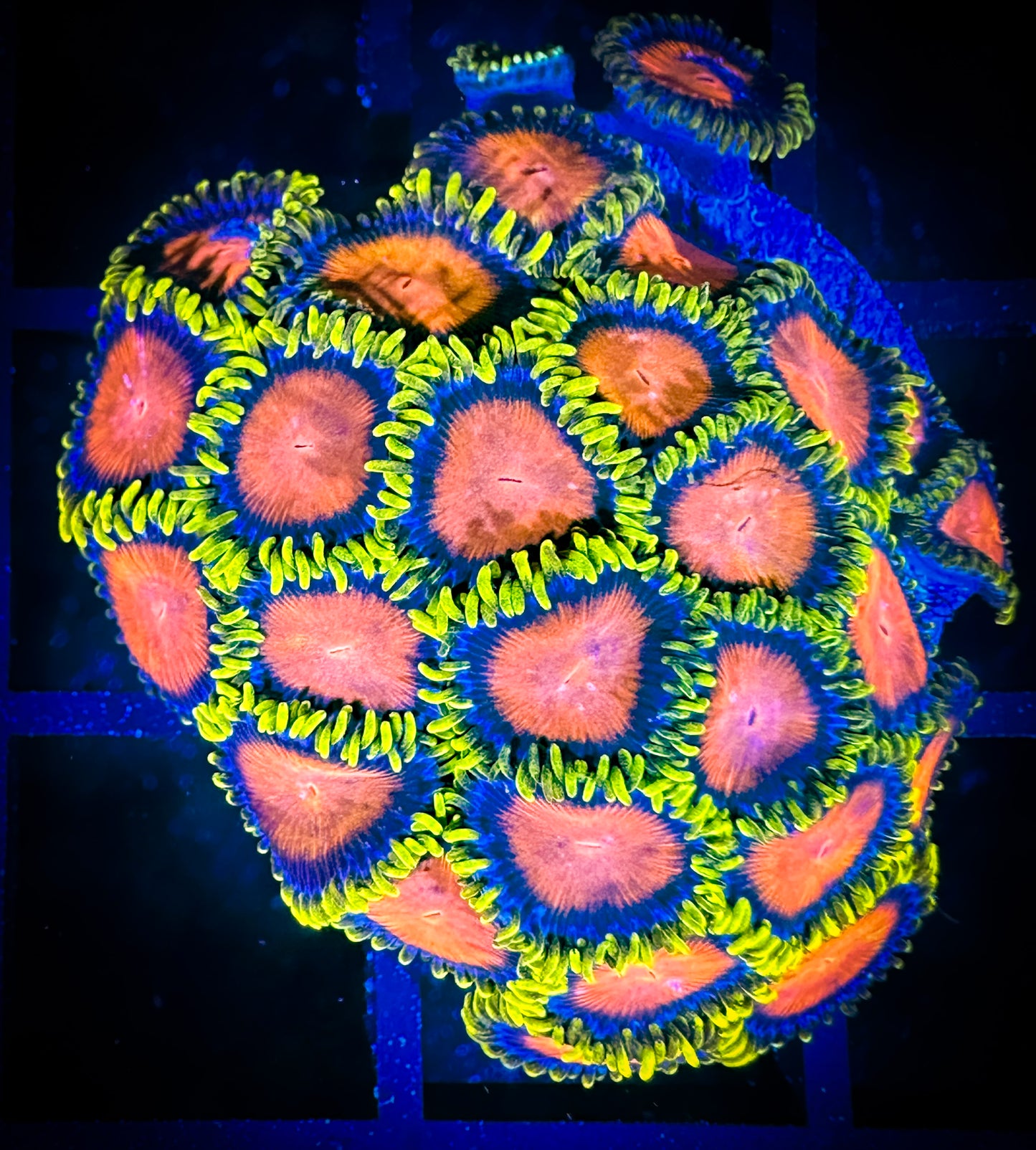 WYSIWYG Dragon Eye Zoanthids Colony 15E3
