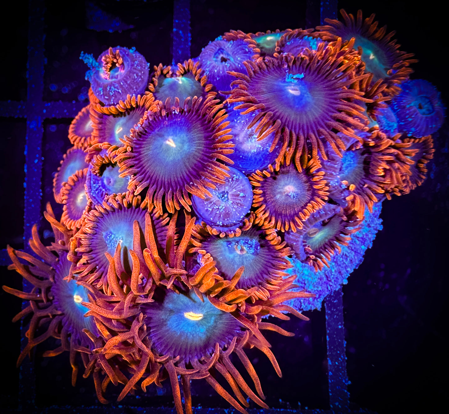 WYSIWYG CB Punk Rockers Zoanthids Colony 15B1