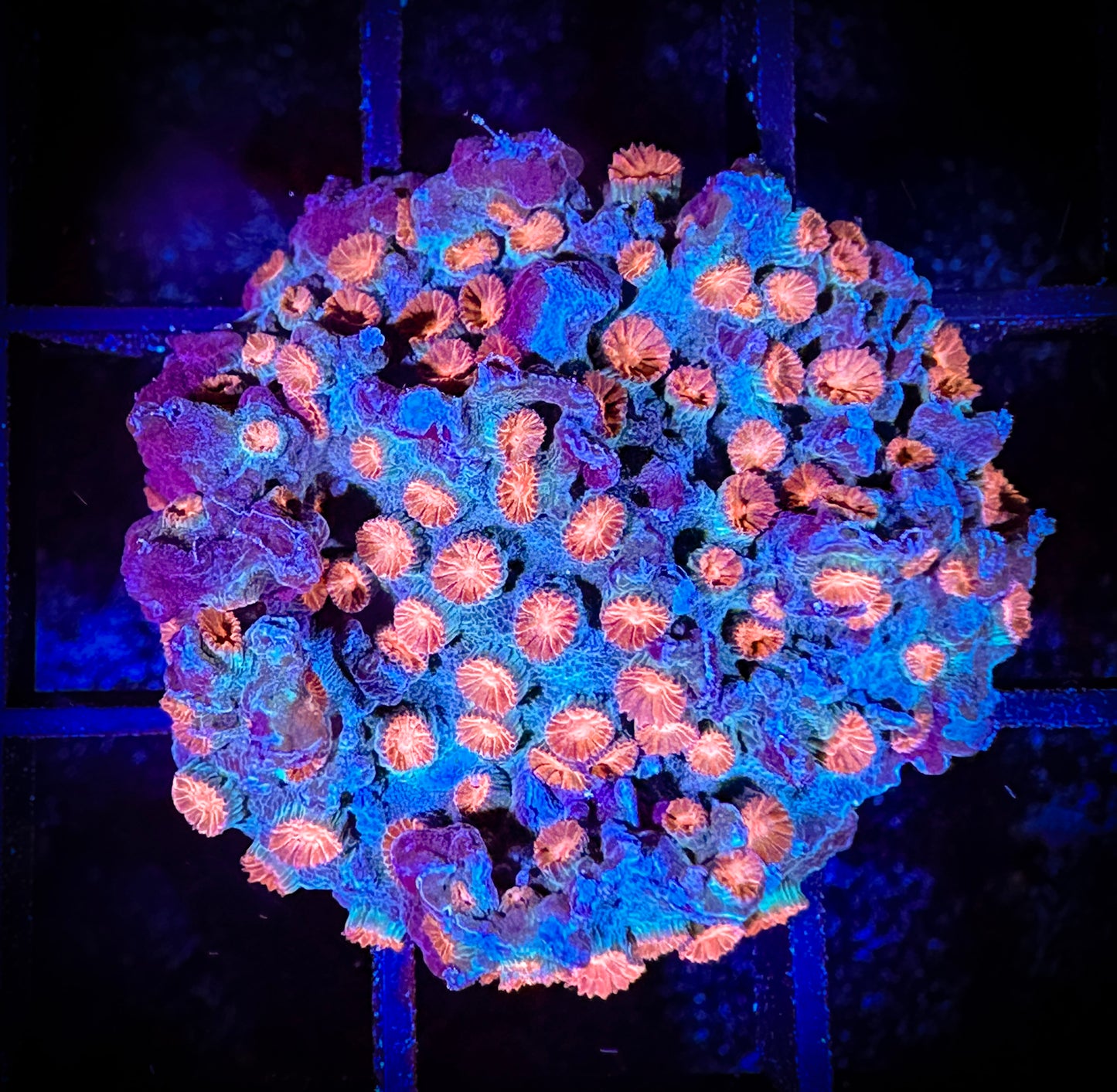 WYSIWYG Meteor Shower Cyphastrea 06C4