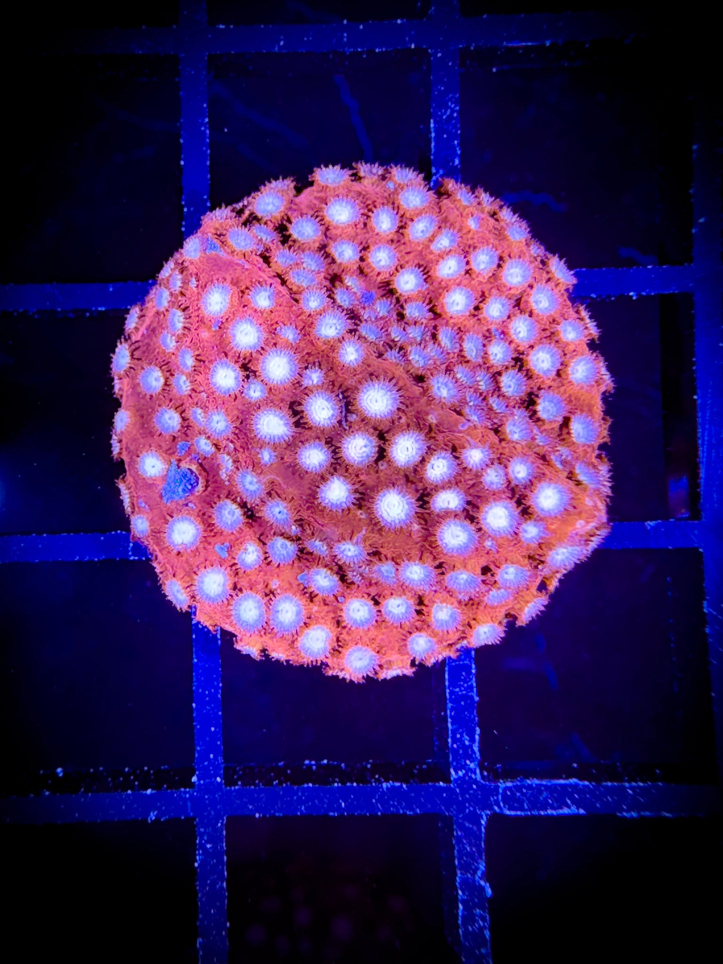 WYSIWYG WWC Peppermint Cypastrea 01A4