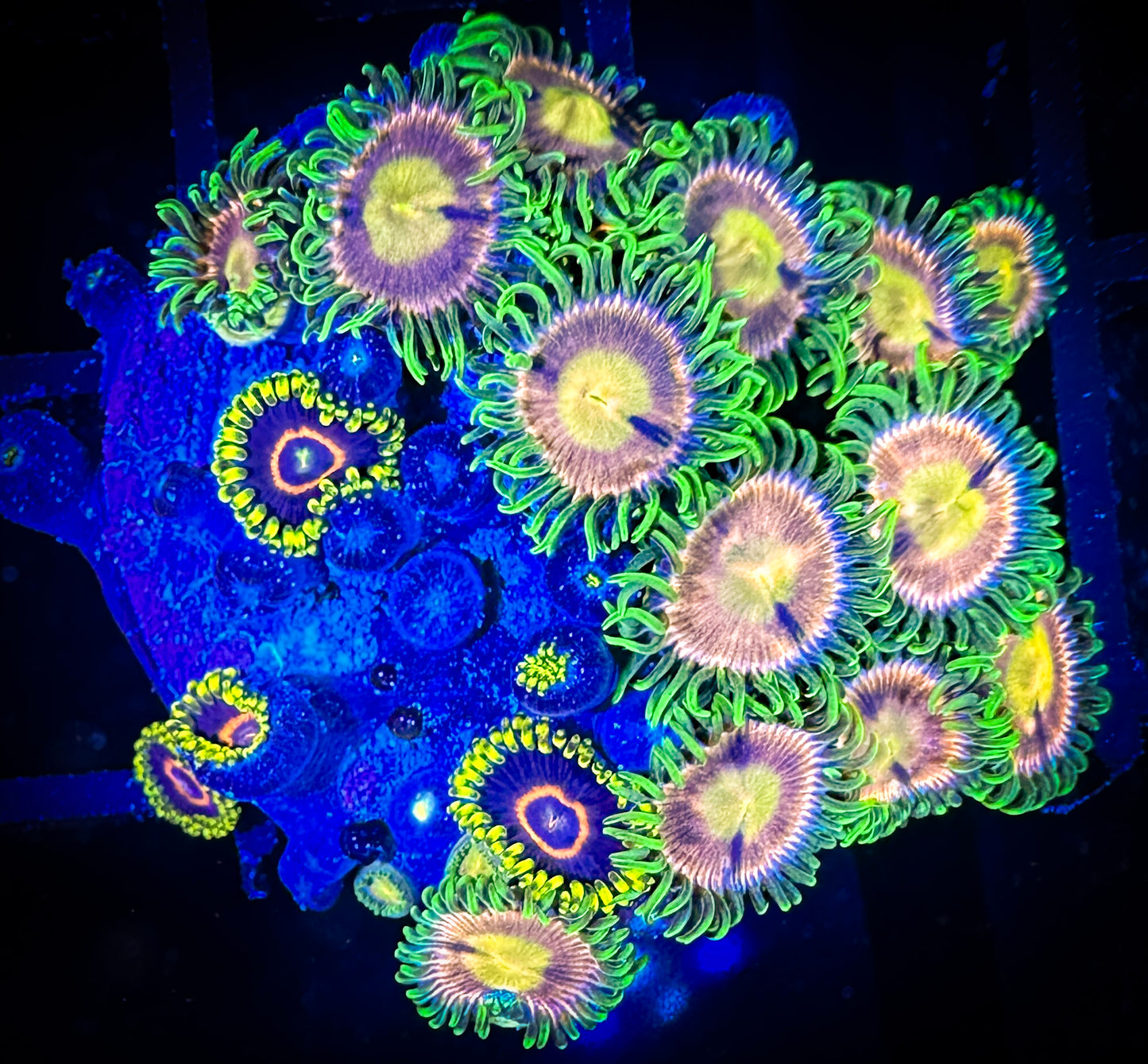 WYSIWYG Laser Lemons and Purple Hearts Zoanthids Frag 15D1