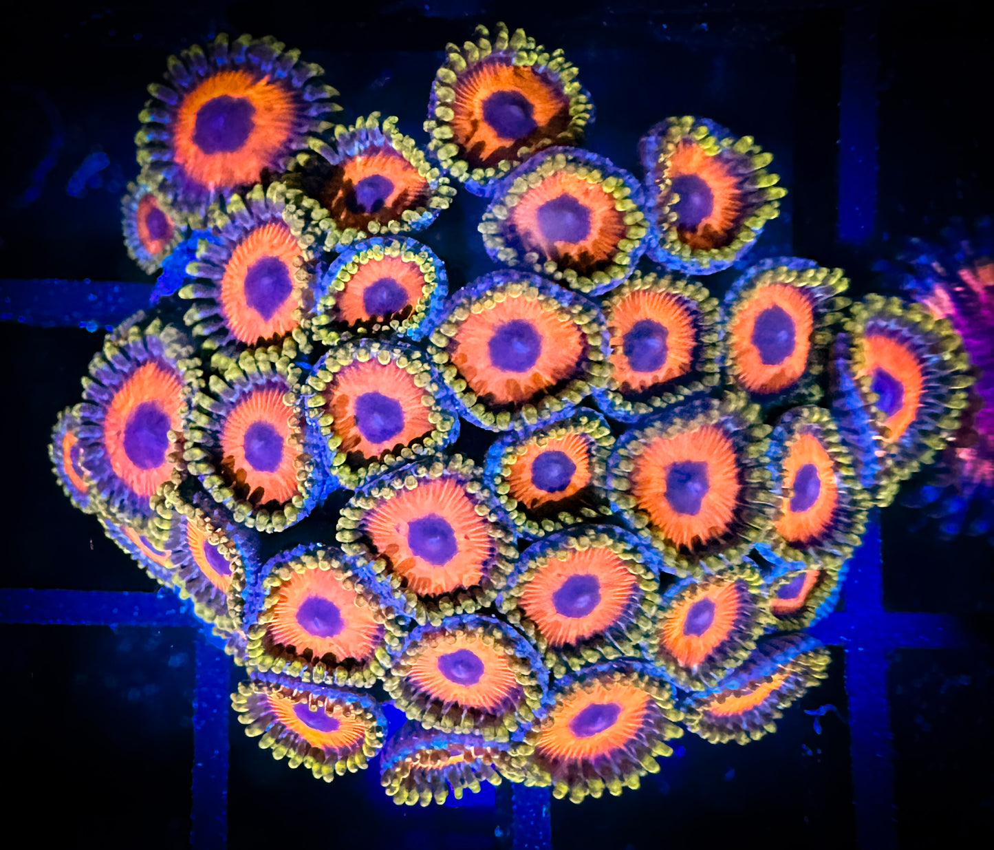 WYSIWYG Whammin Watermelon Zoanthids Large Frag 15B3