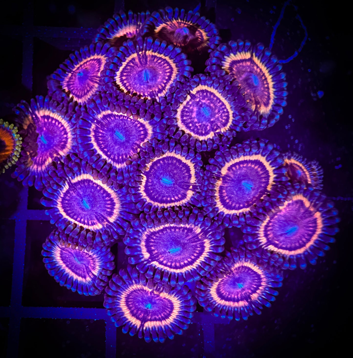 WYSIWYG CC Bloodsuckers Zoanthids Colony 15A3
