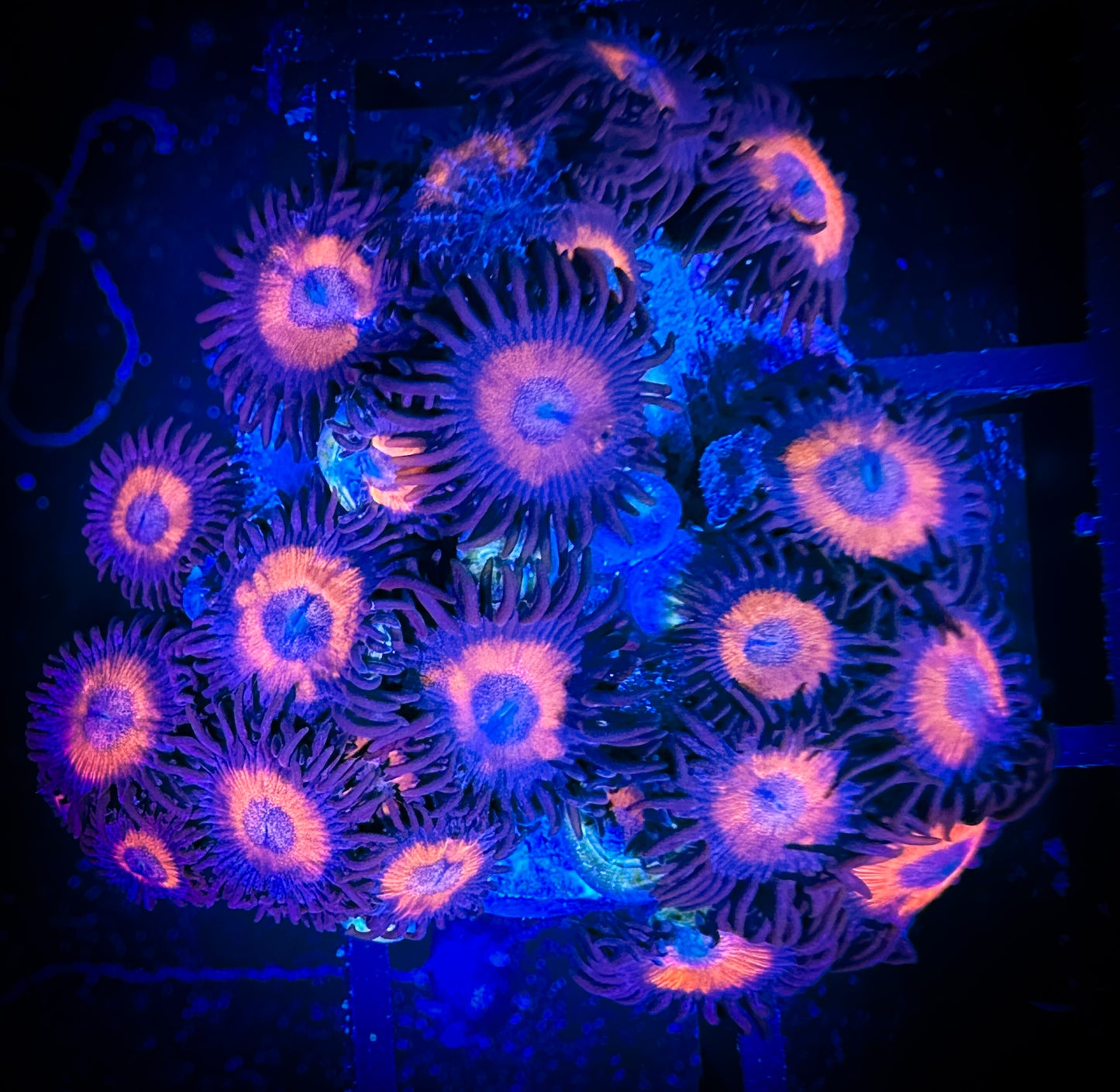 WYSIWYG Omega Red Zoanthids 15A2