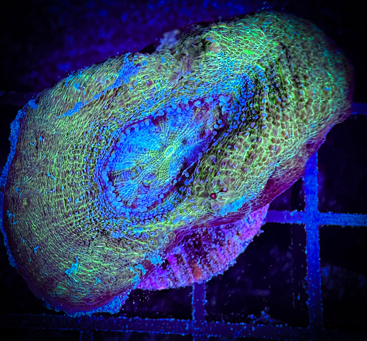 WYSIWYG Beautiful Acan Bowerbanki 02B3