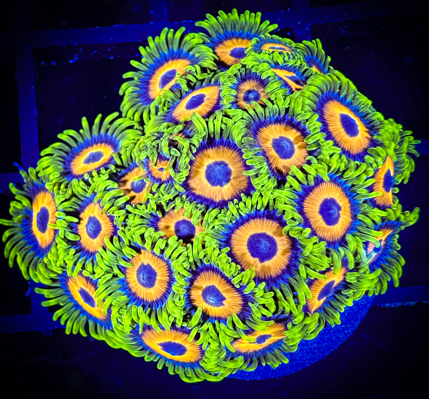 WYSIWYG Super Sunflower Zoanthids Mini Colony 14E1