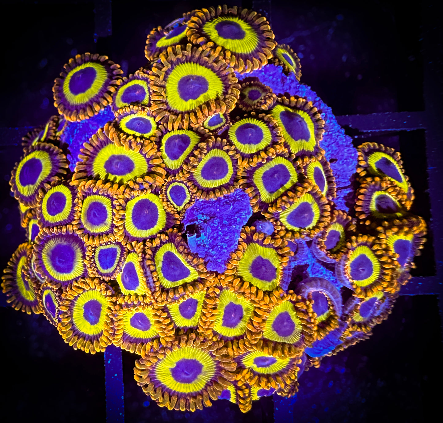 WYSIWYG Fruitloops Zoanthids Frag 14D3