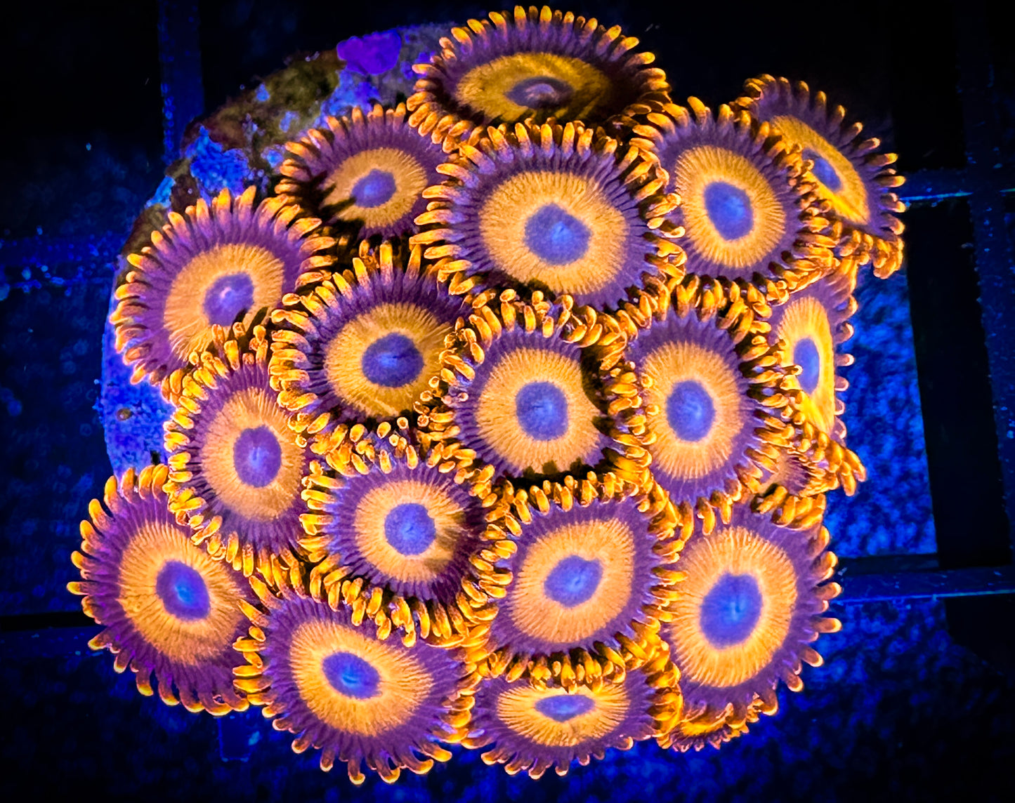 WYSIWYG CB Orange Hornets AKA Oxides Zoanthids Colony 11E1