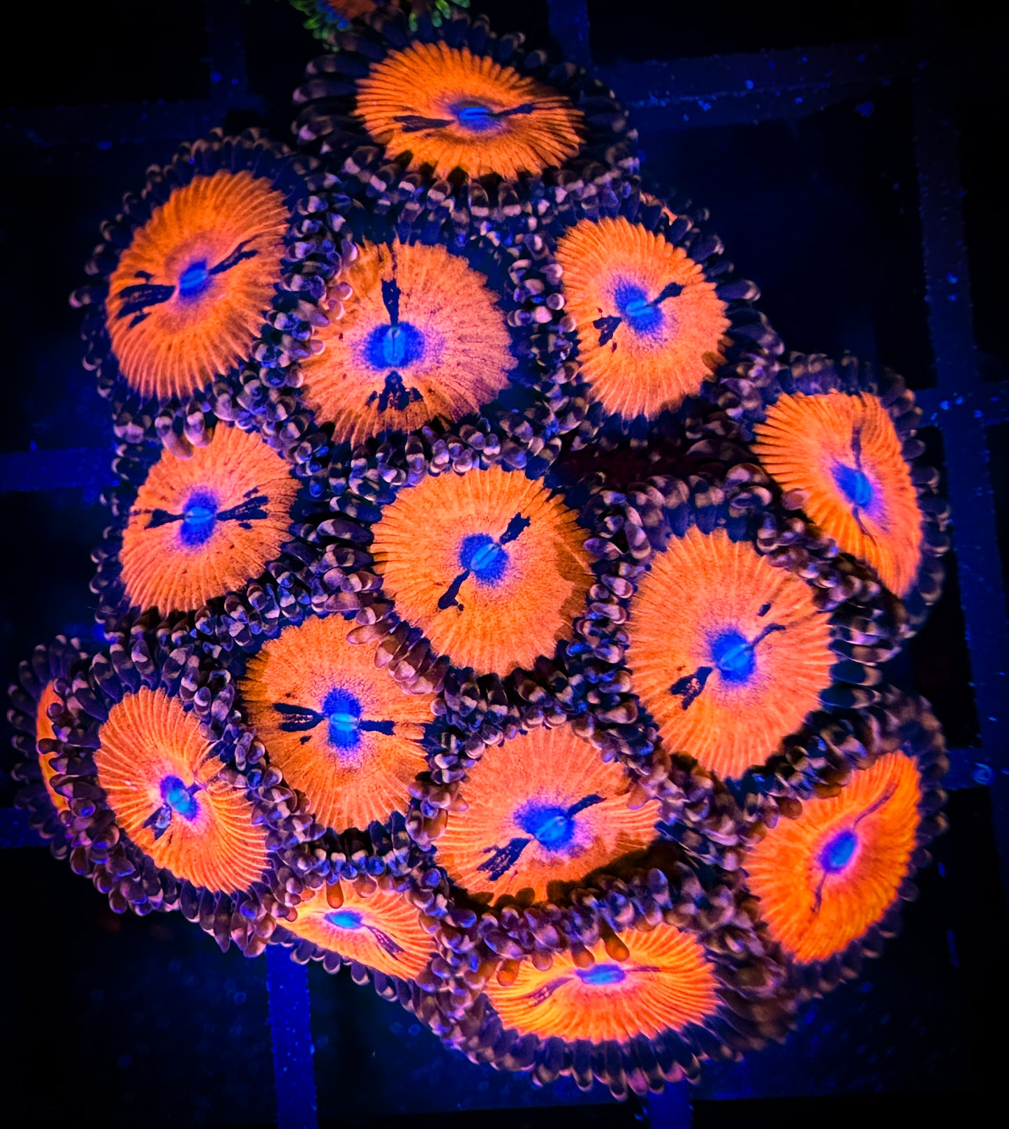 WYSIWYG WWC Bloodsuckers AKA Date Night Zoanthids Large Frag 14C3
