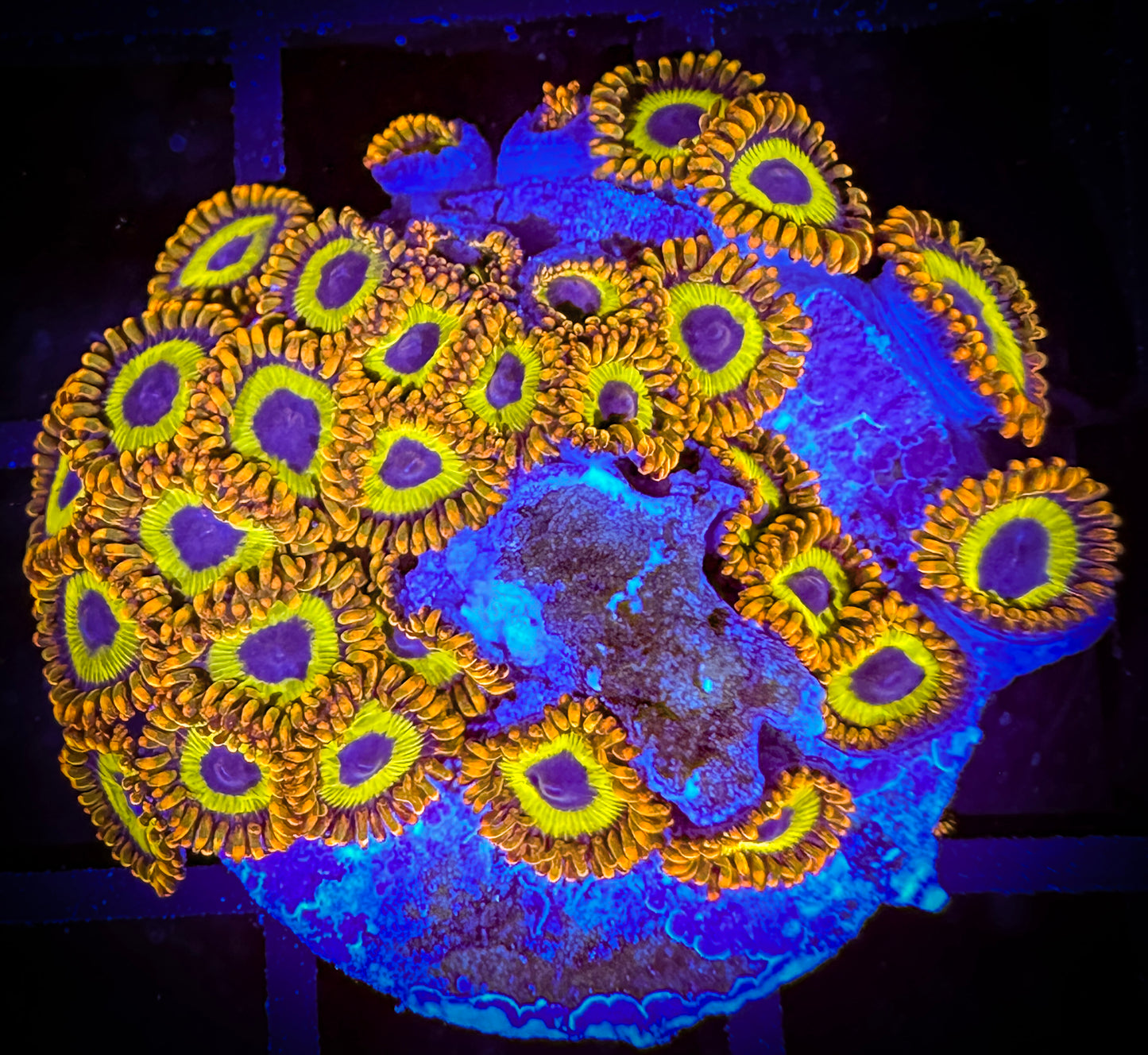 WYSIWYG Fruitloops Zoanthids Frag 14C2