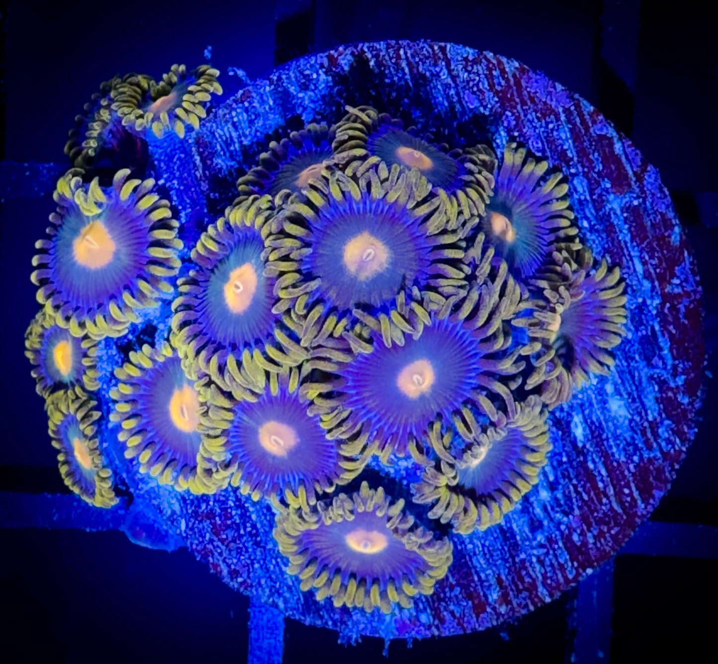 WYSIWYG Alien Eyes Zoanthids Large Frag B