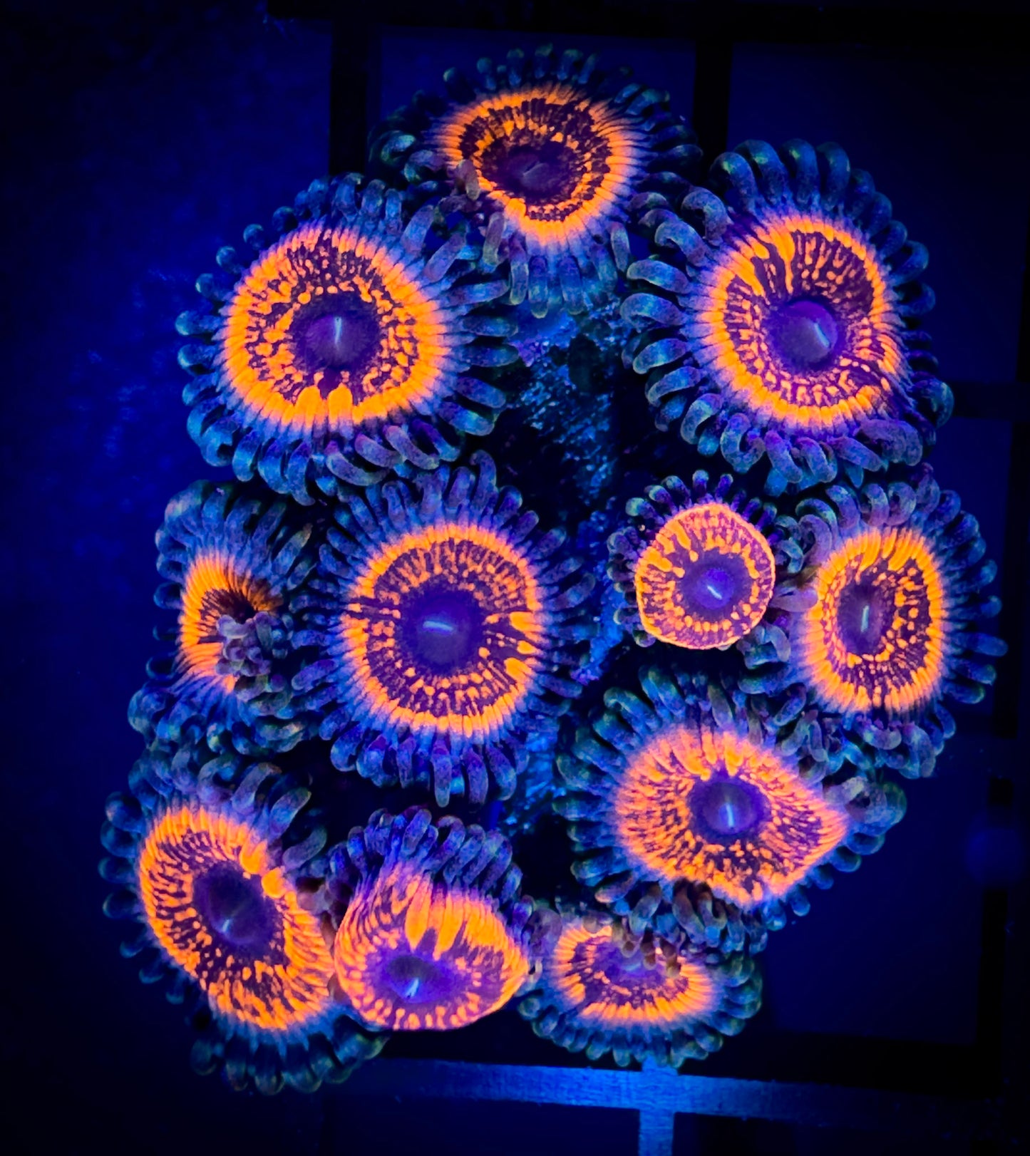 WYSIWYG Armor of God Zoanthids Large Frag 01A4