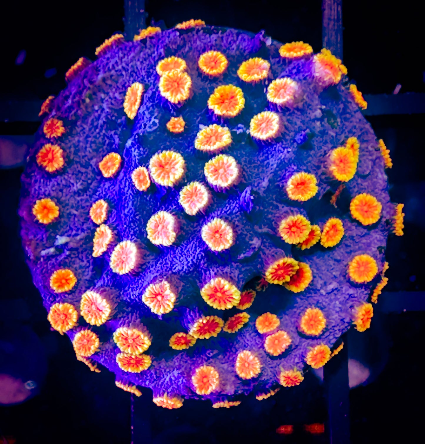 Bizzaro Cyphastrea
