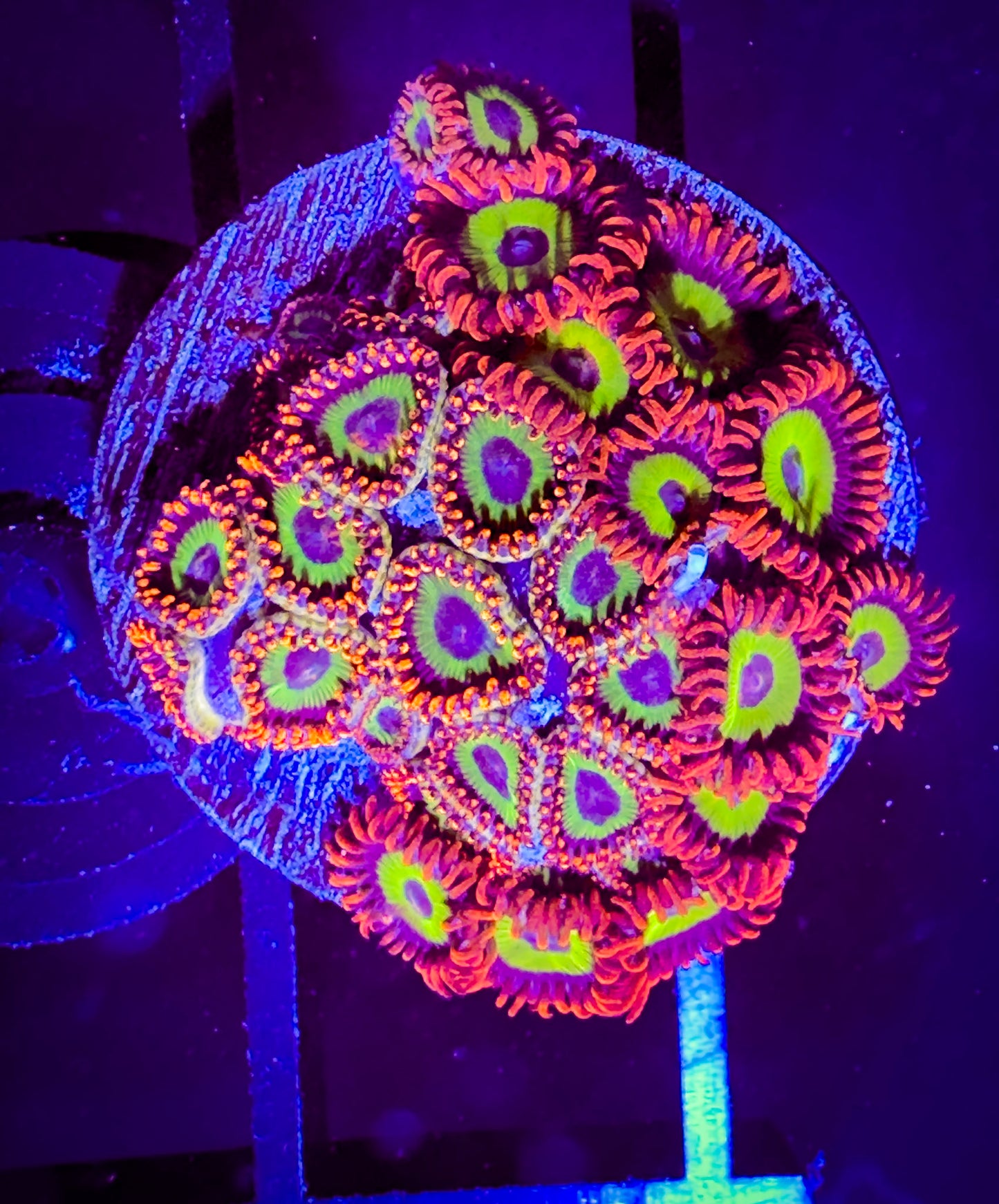 WYSIWYG 2 varieties Emeralds on Fire Zoanthids combo