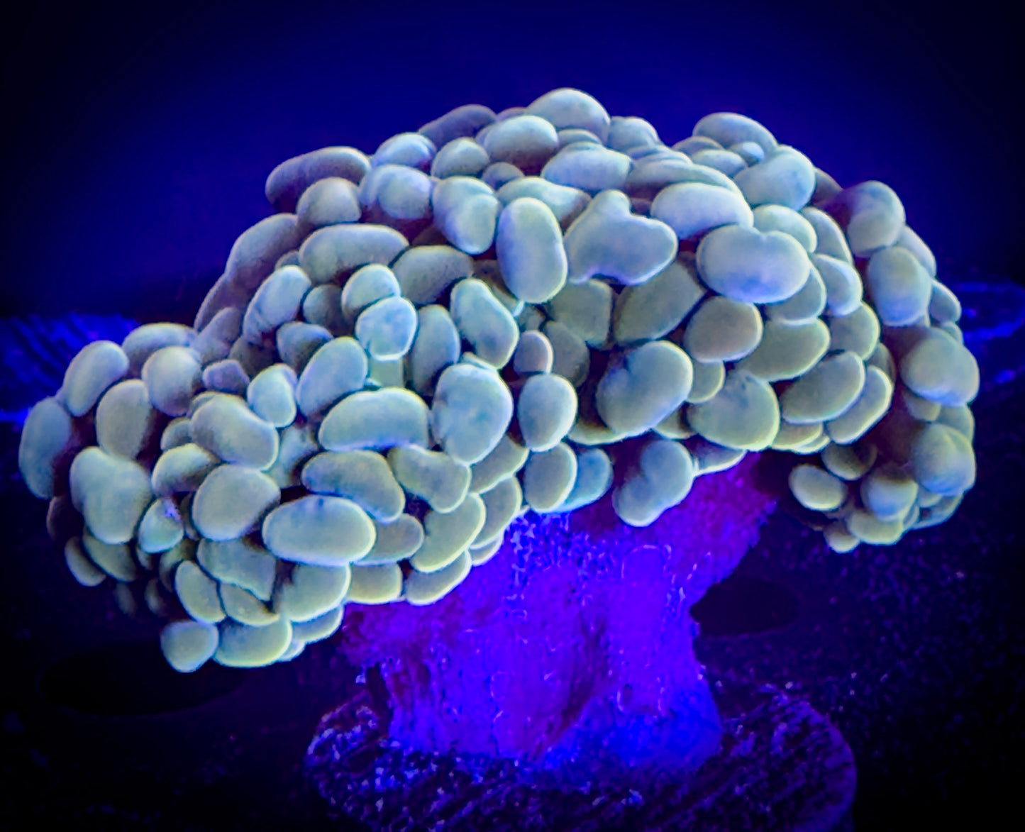 WYSIWYG Gold Branching Hammer Coral 2 heads 01E3