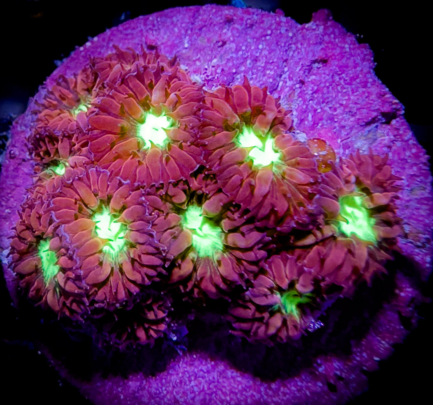 Cornbread Arctic Blast Blastomussa Merleti