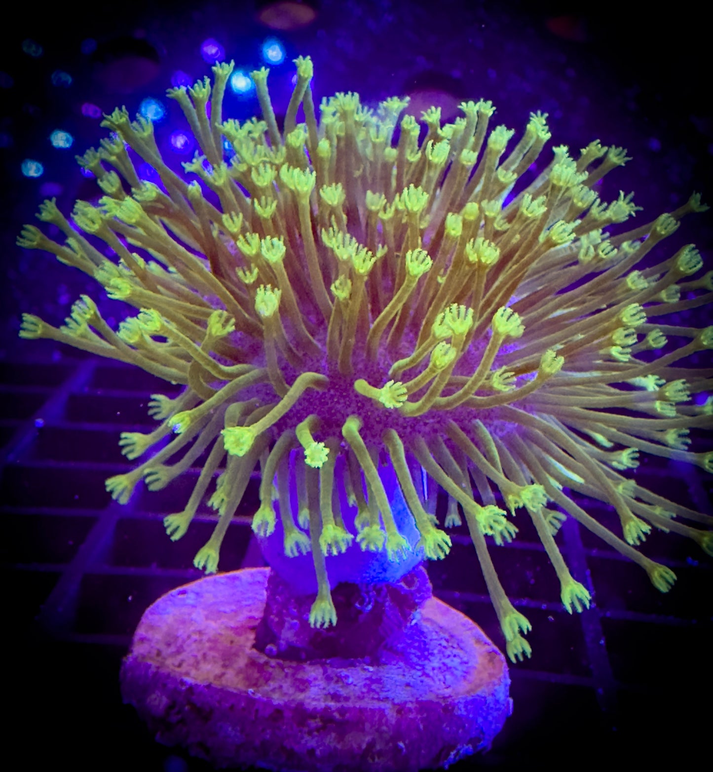 Colorado Green Tip Toadstool