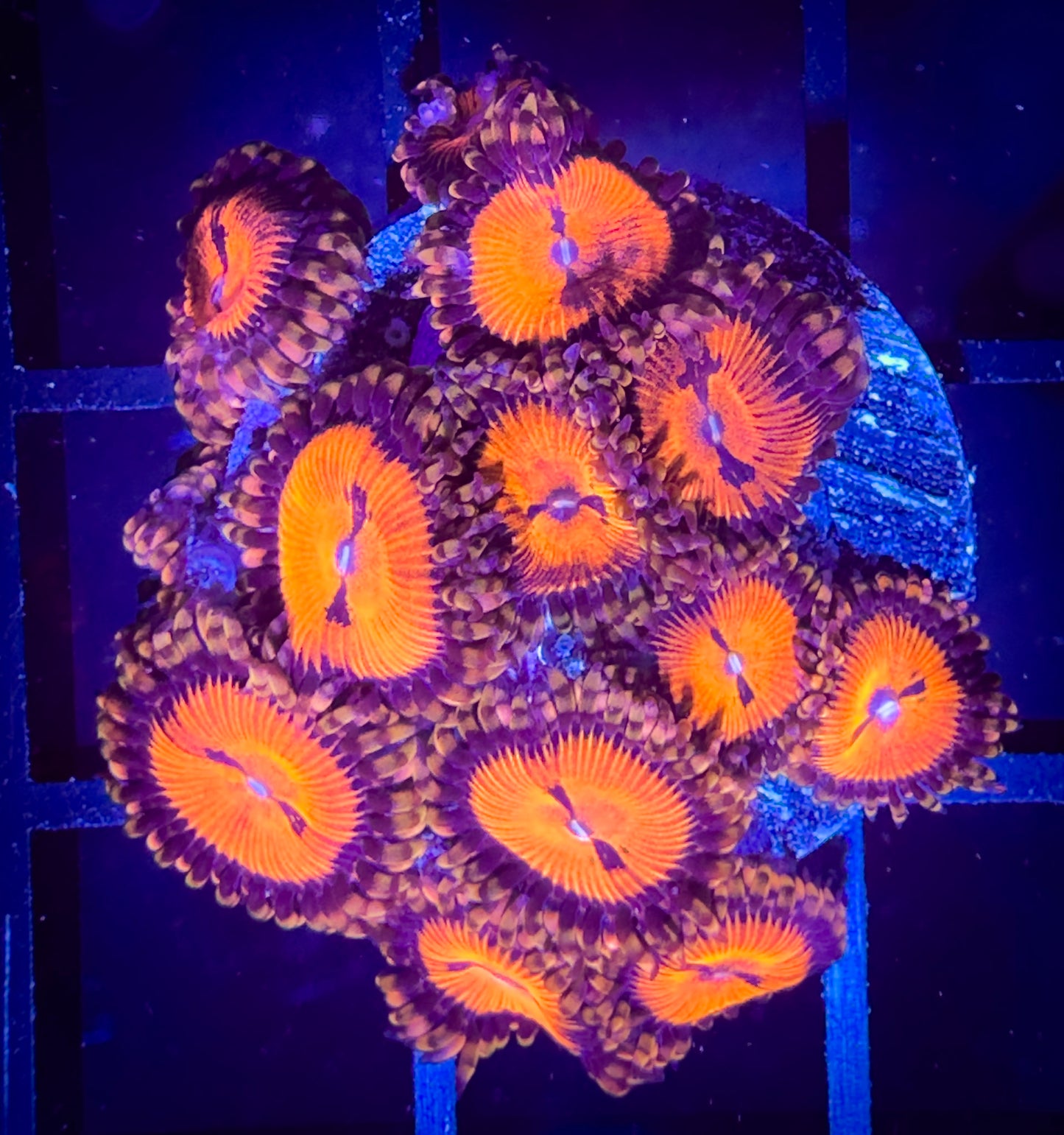 WYSIWYG Date Night Zoanthids Full Plug C
