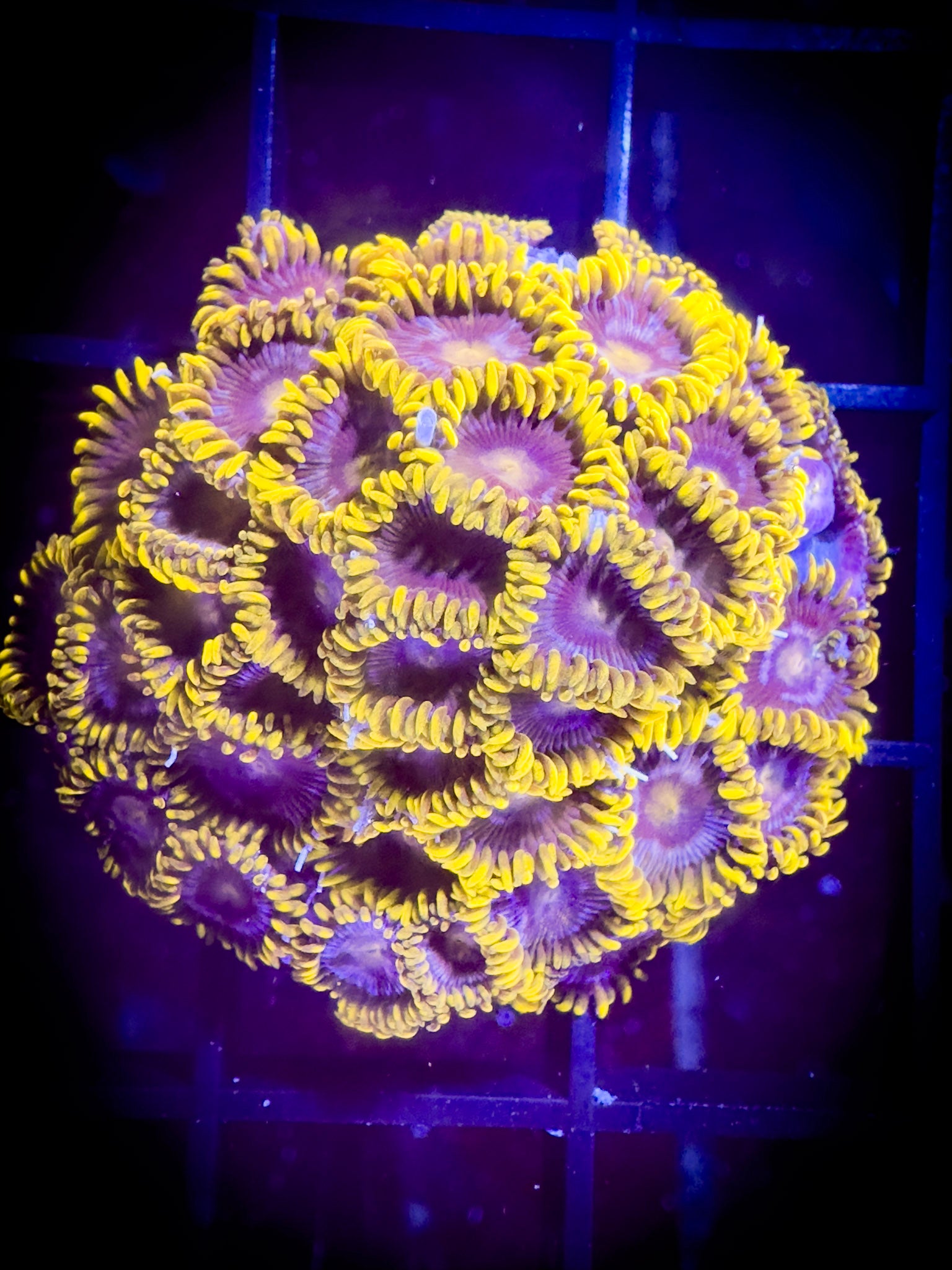 Evil Mel's Green Skirt Zoanthids – Goat Corals