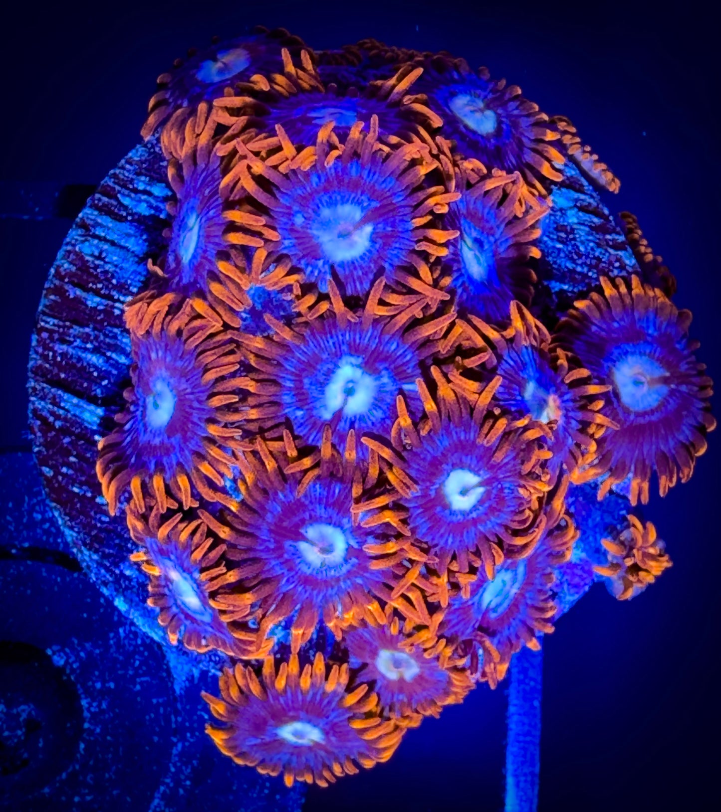 WYSIWYG Fire and Ice Zoanthids Large Frag 17B4