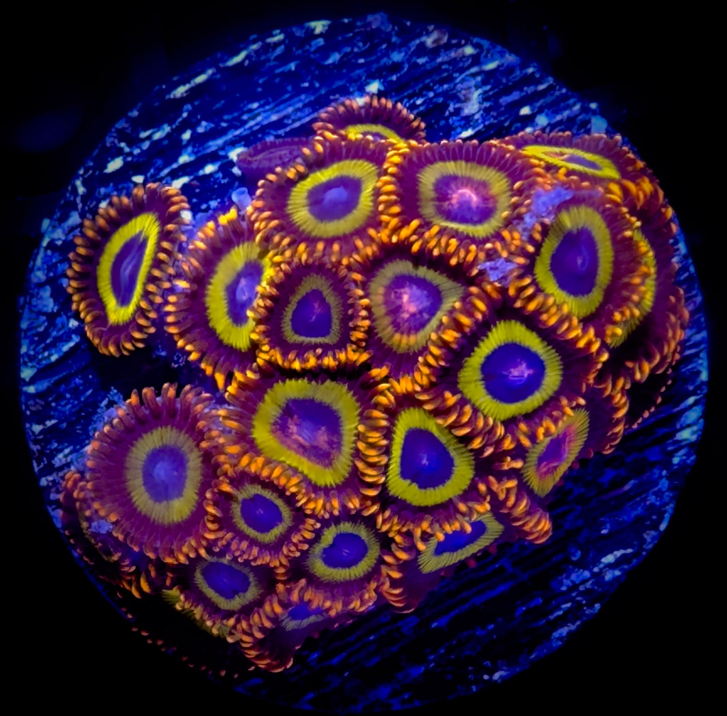 Fruitloops Zoanthids