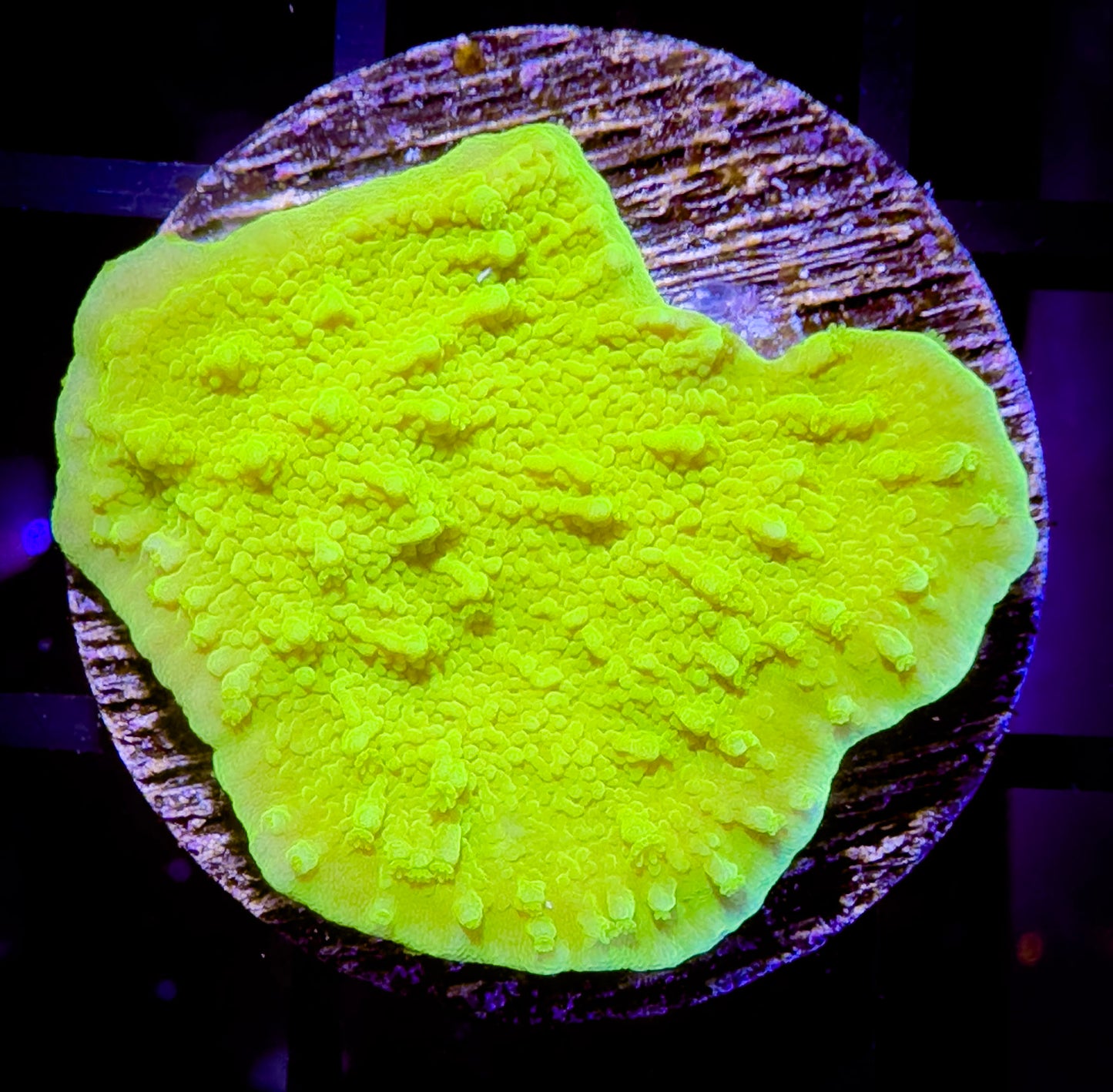 Green Apple Monticap