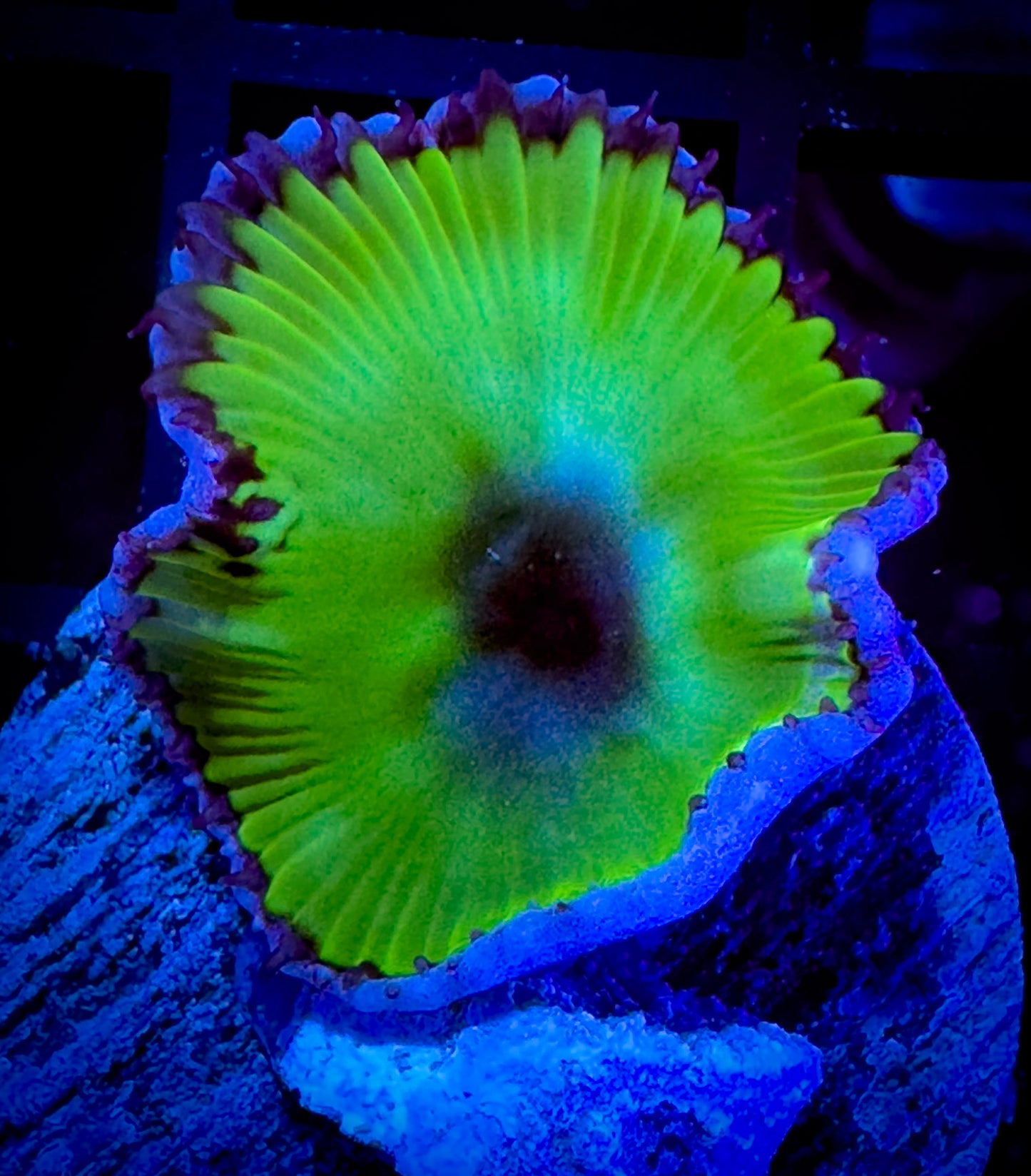 Green Grandis Paly