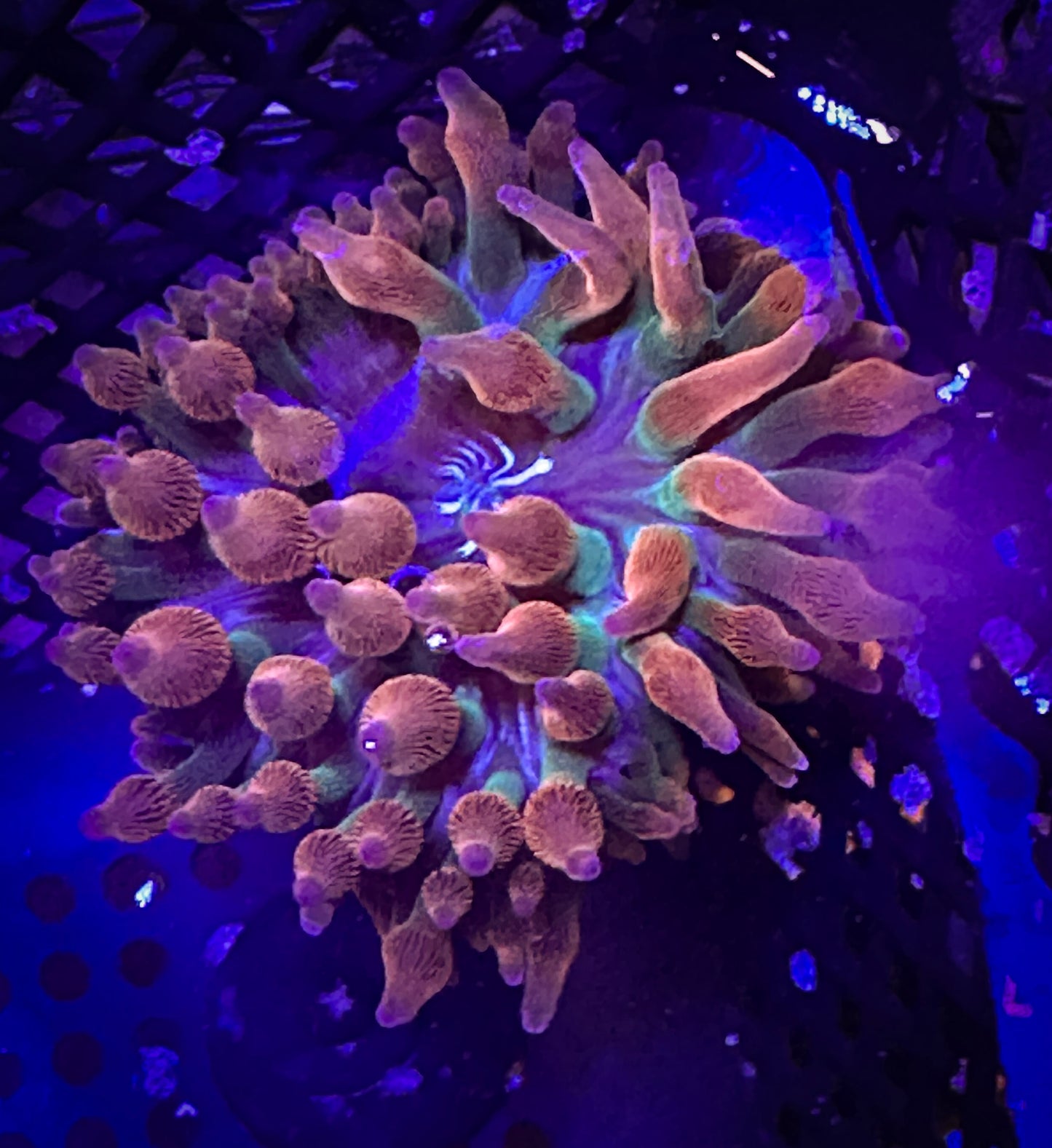 Rainbow Bubbletip Anenome