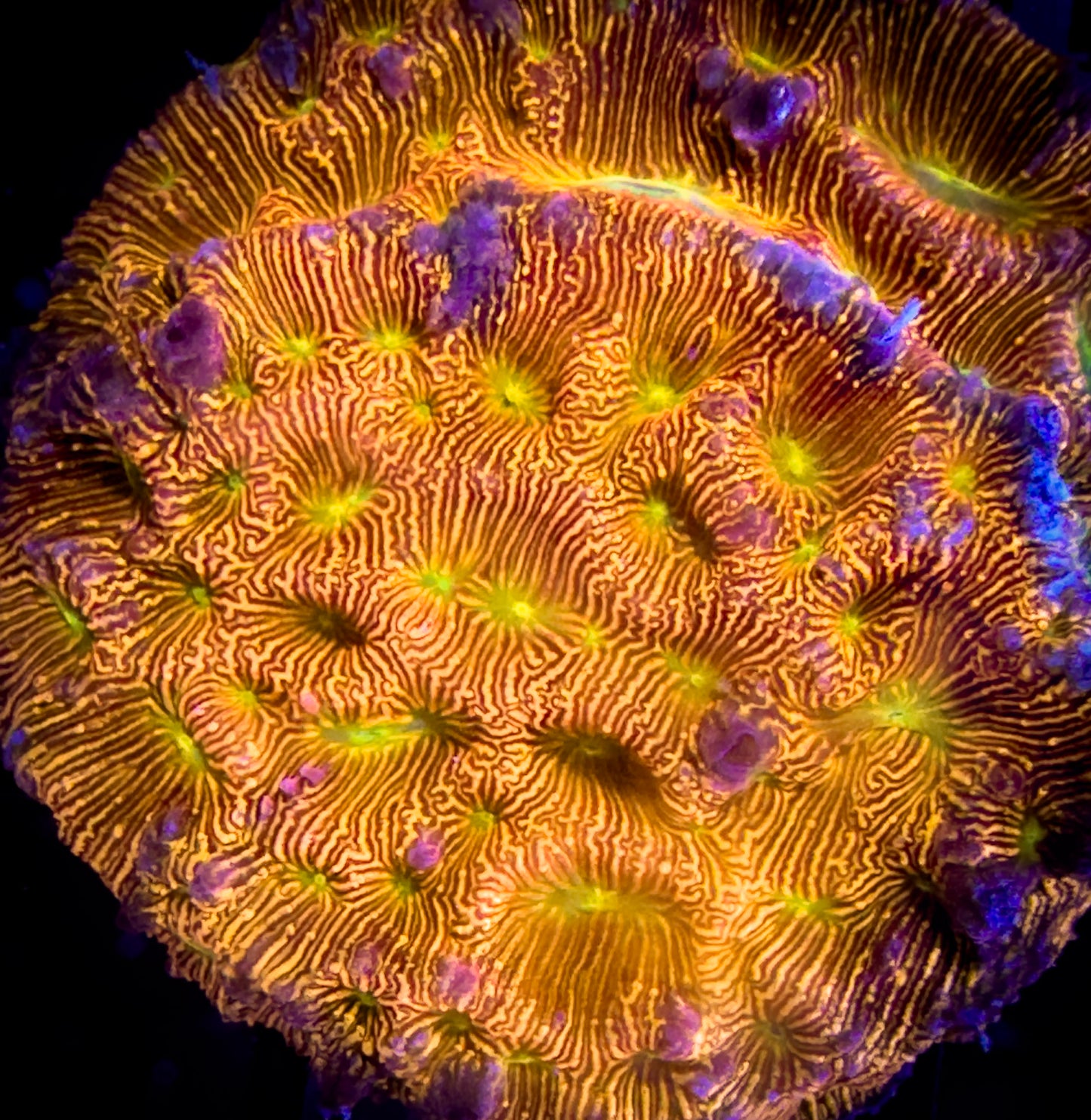 JF Jack-O-Lantern Leptoseris