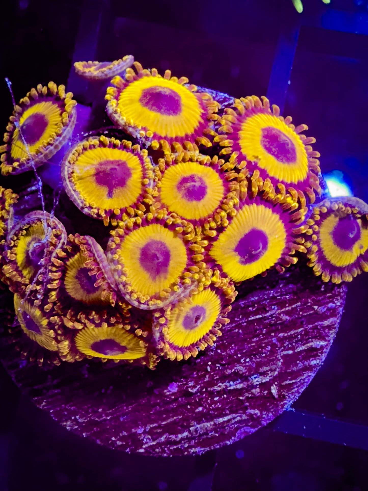 LA Lakers Zoanthids