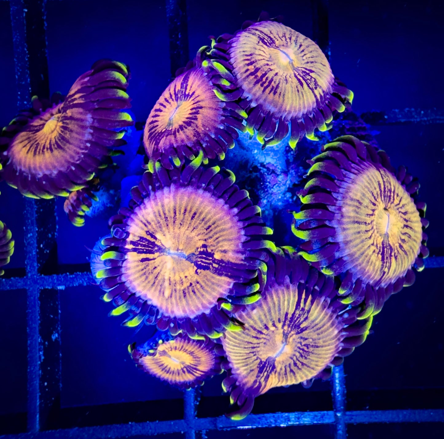 WYSIWYG Nirvanas Zoanthids Large Frag 02A3