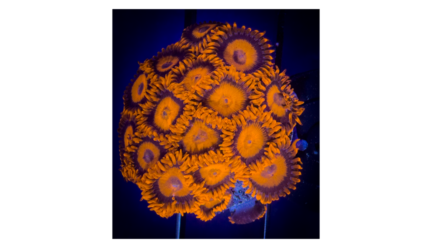 WYSIWYG CB Orange Hornets AKA Oxides Zoanthids Large Frag C