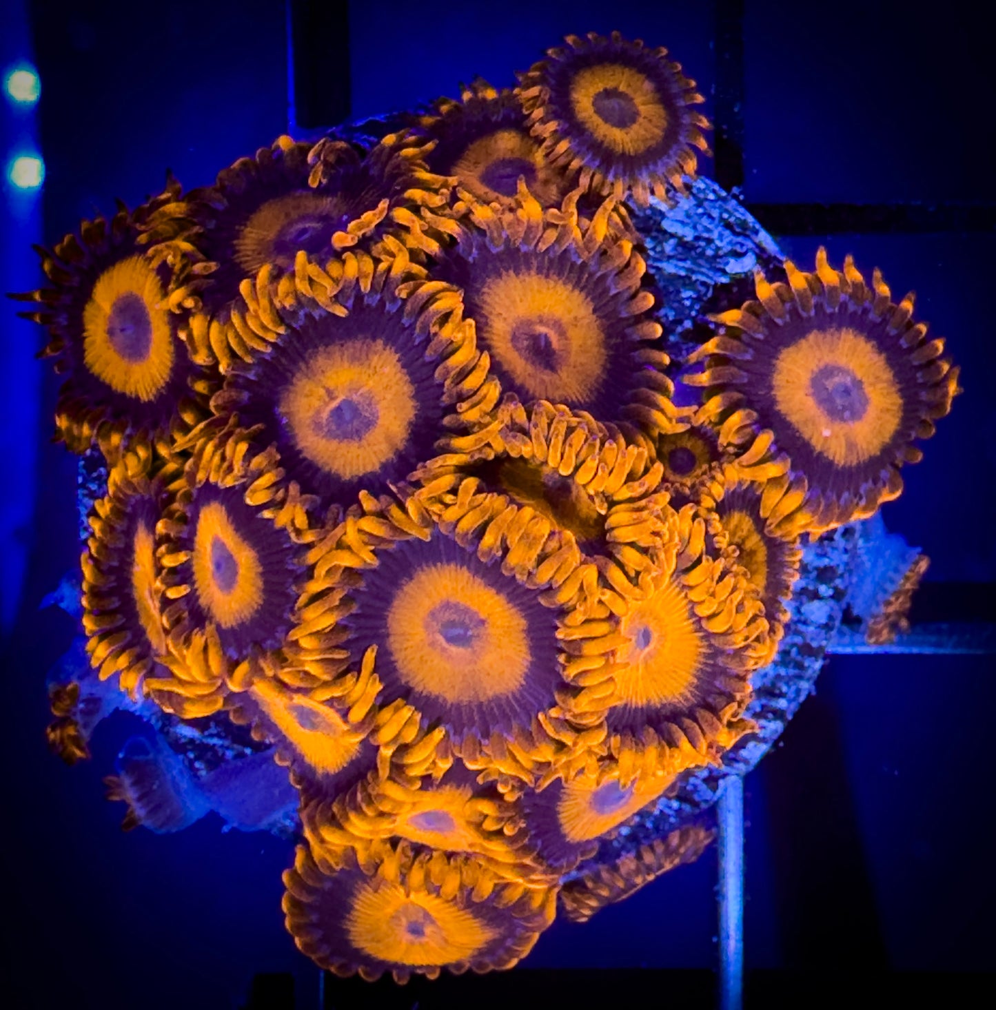 WYSIWYG CB Orange Hornets AKA Oxides Zoanthids Large Frag 01B3