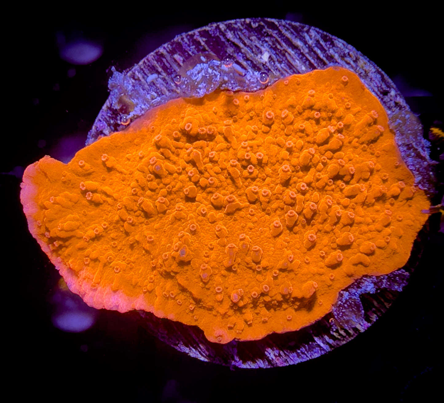 Bright Orange Monticap