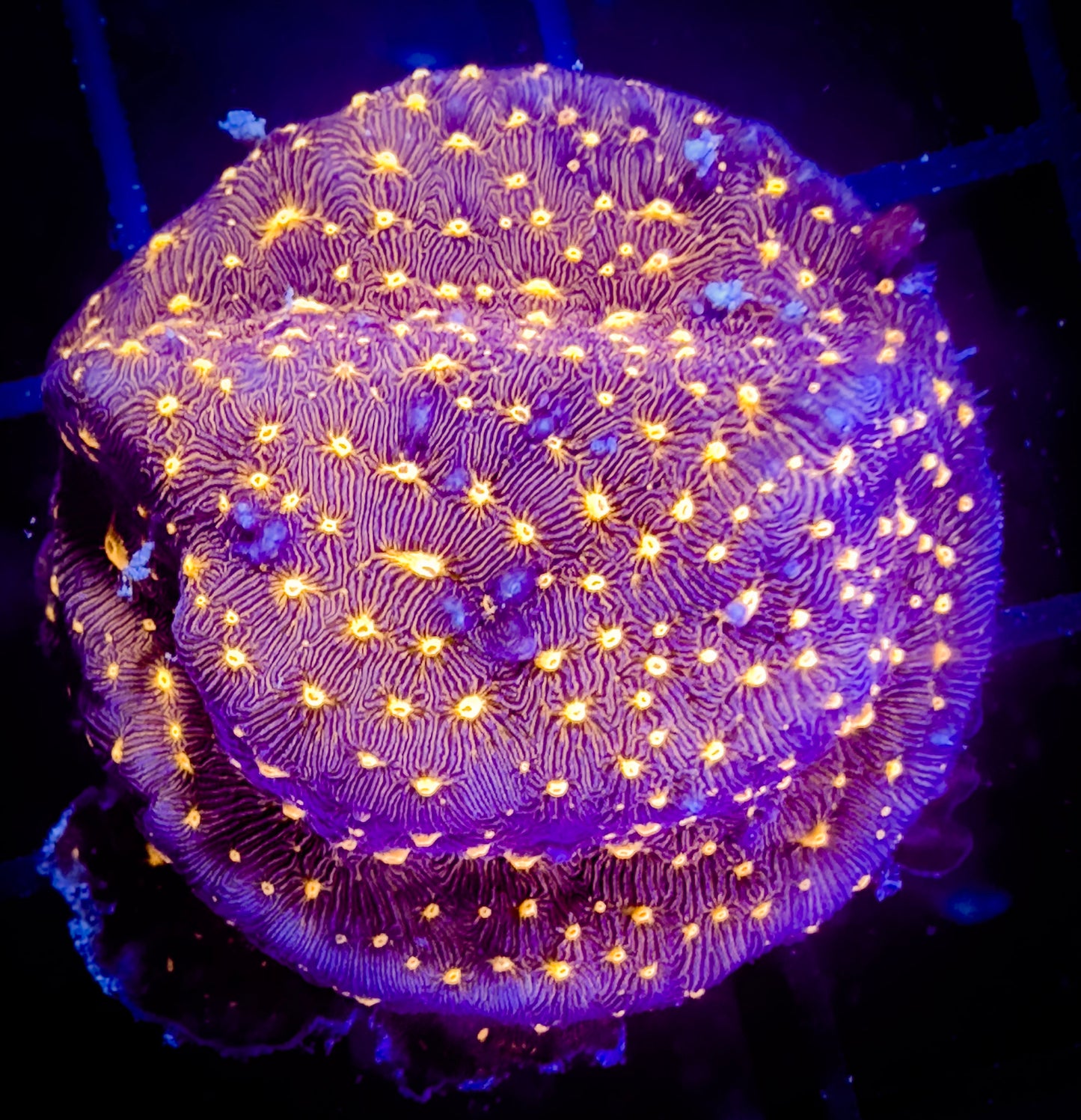 Outer Space Psammacora