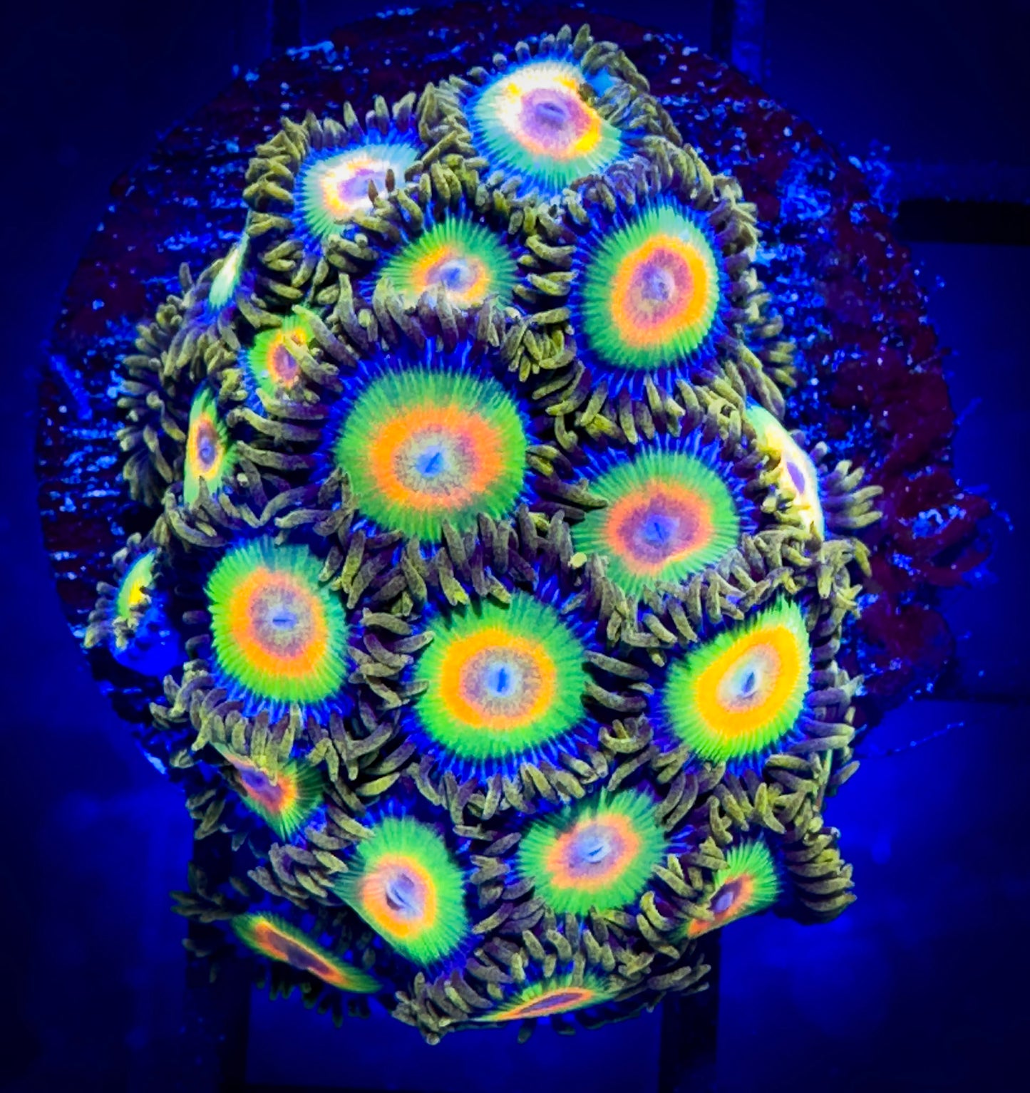 WYSIWYG Rastas Zoanthids Large Frag B