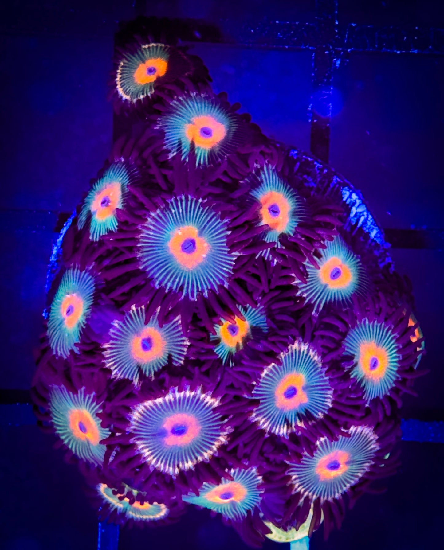 WYSIWYG Red haired Gorilla Nipples Zoanthids Large Frag B