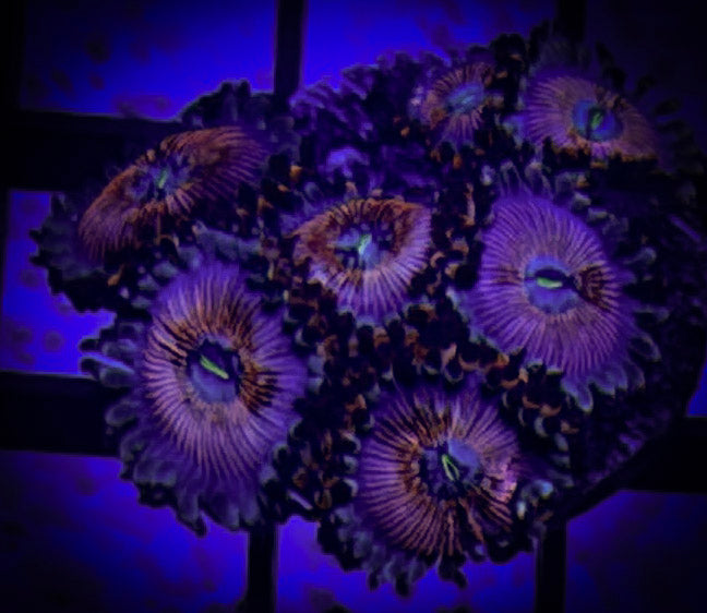 Seduction Zoanthids