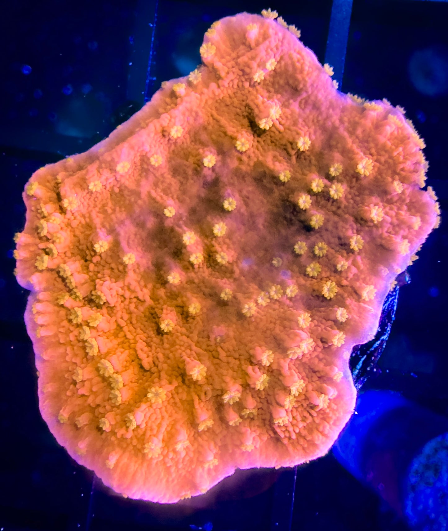 Starburst Monticap