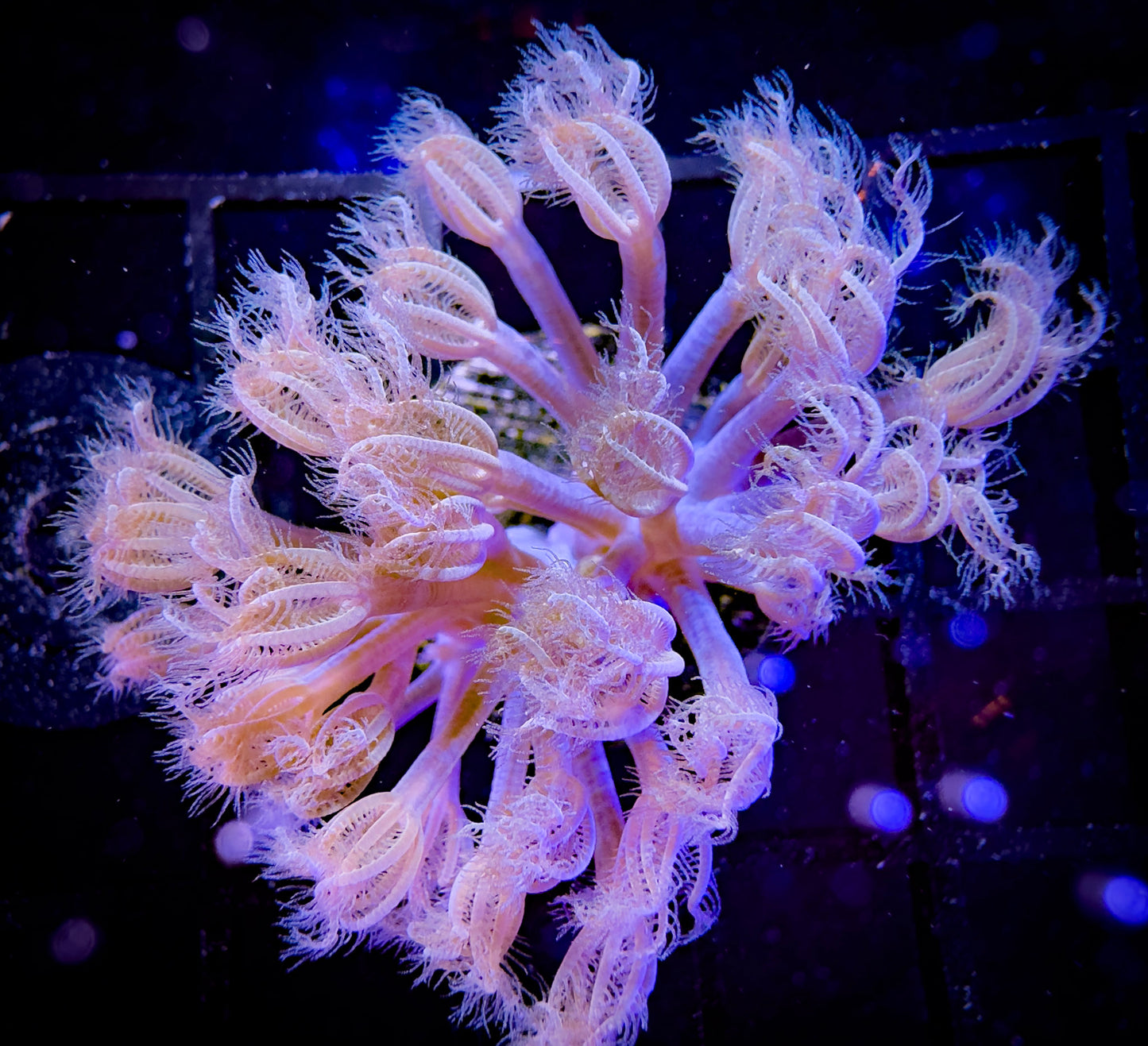 Starlight Cespitularia