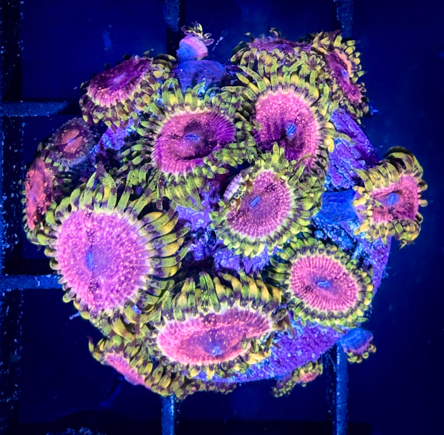 WYSIWYG Strawberry Wine Zoanthids Large Frag