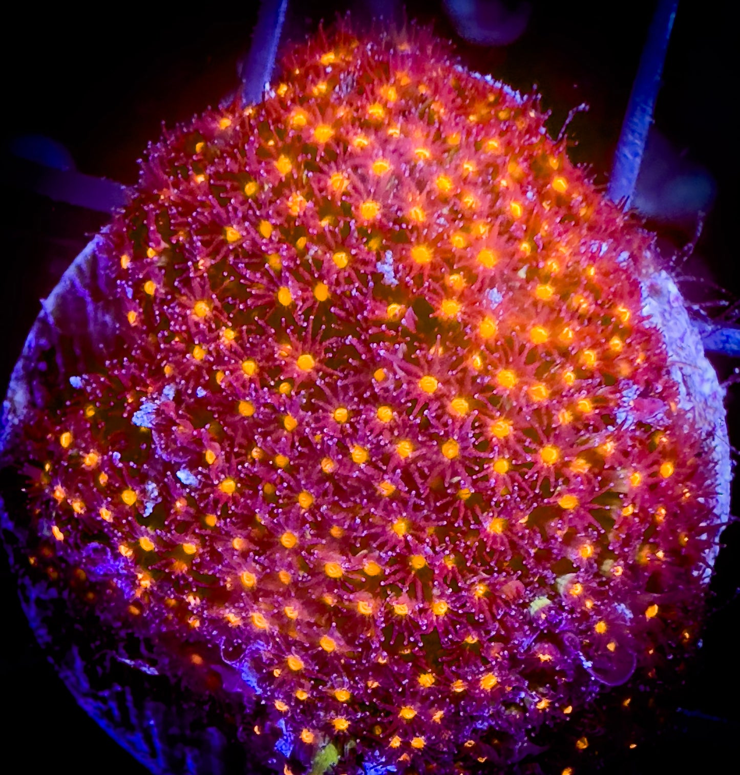 Jason Fox Sunset Stylocoeniella